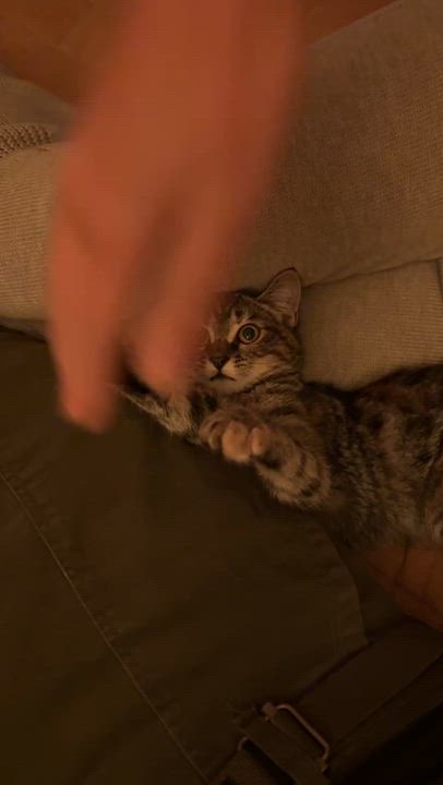 Enlarge Method Meow aka Tiger Style, an adopted mixed breed in Los Angeles, CA video 4/5