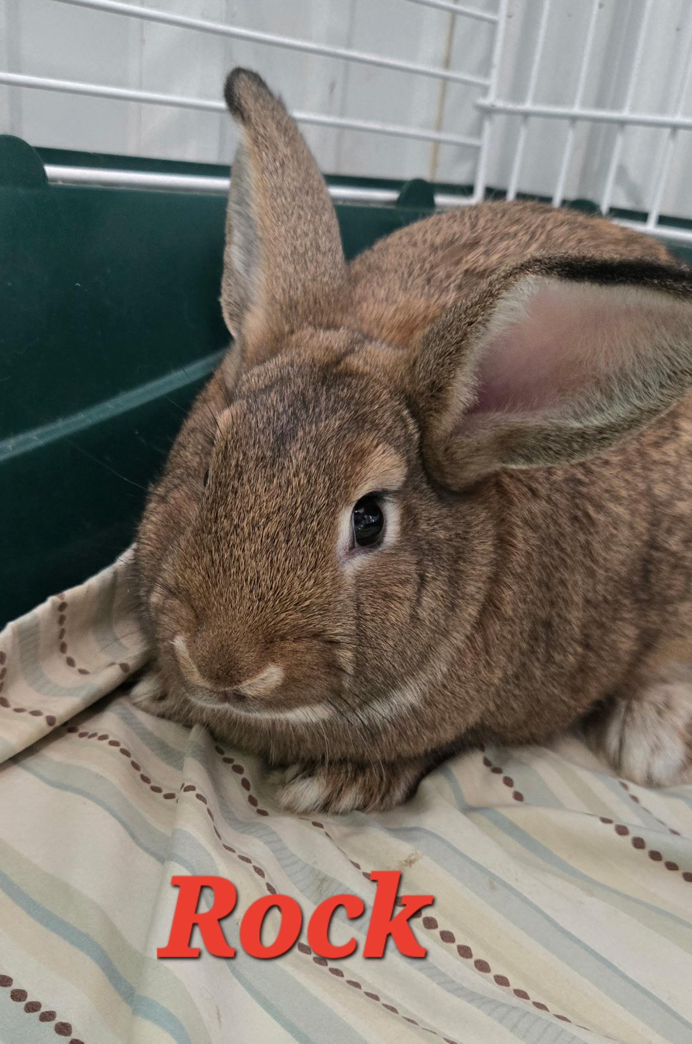 Enlarge Rock, a ADOPTABLE Flemish Giant in Pottsville, PA image 1/1