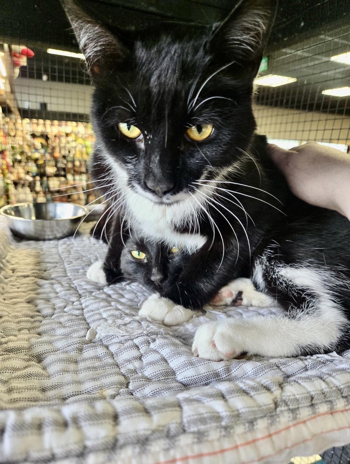 Enlarge Pistache & Yasuke-Pet Valu Clarkson, a ADOPTABLE Domestic Short Hair in Mississauga, ON image 5/6