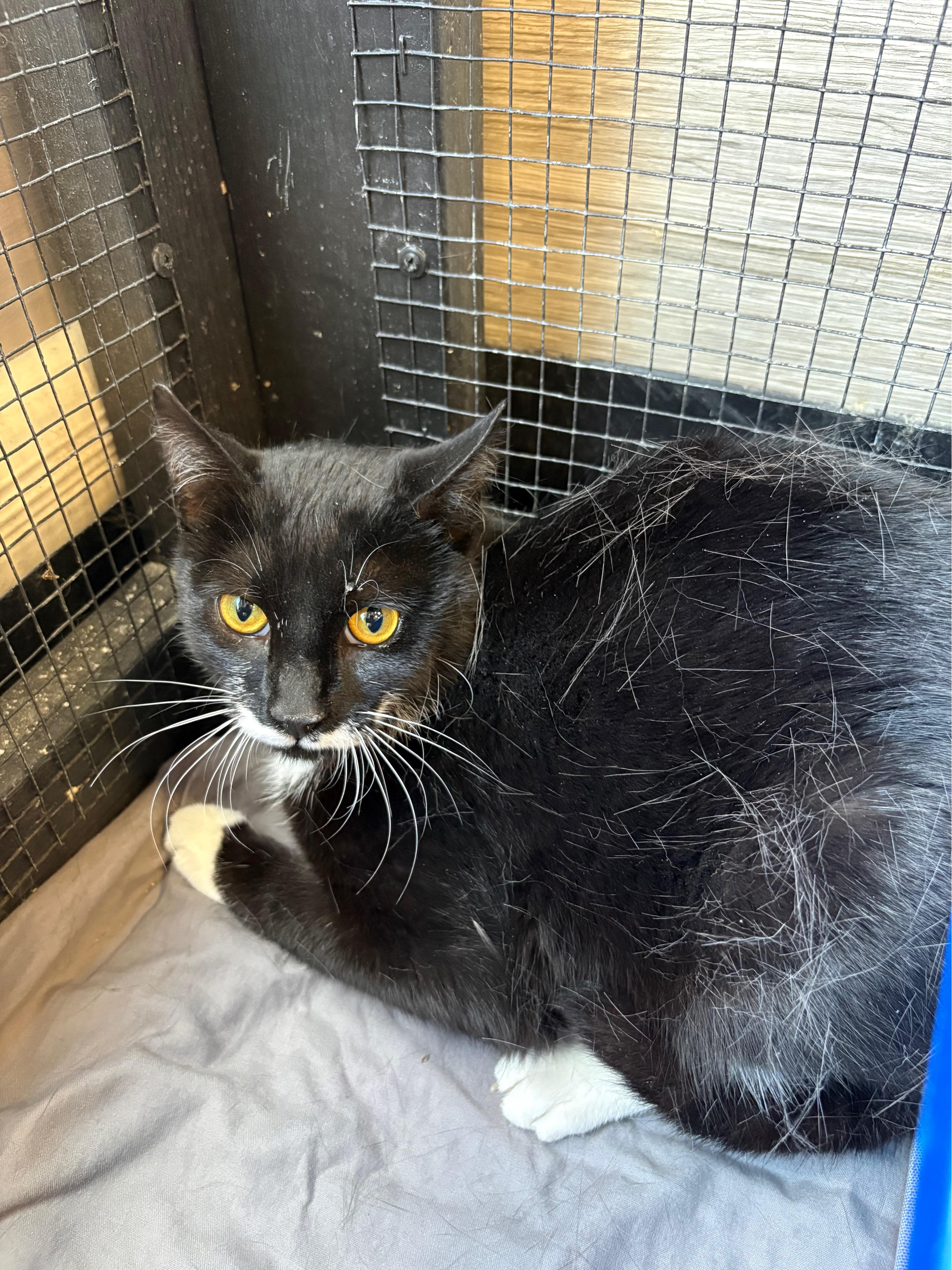 Enlarge Pistache & Yasuke-Pet Valu Clarkson, a ADOPTABLE Domestic Short Hair in Mississauga, ON image 4/6