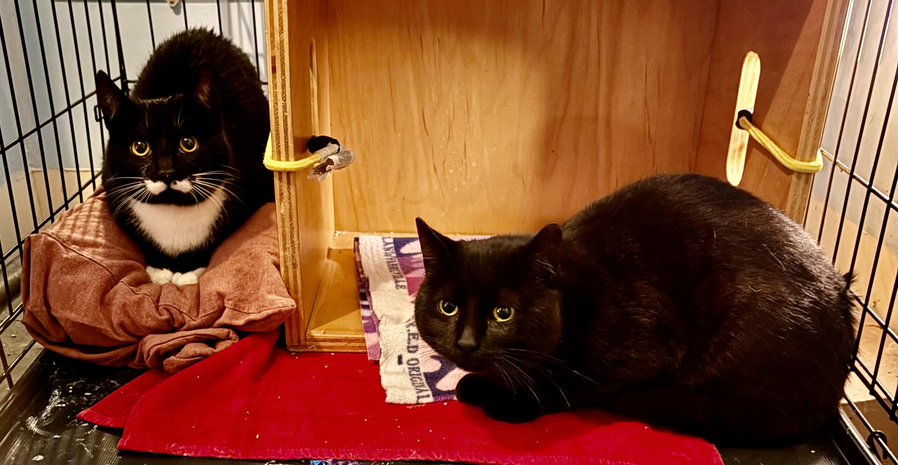 Enlarge Pistache & Yasuke-Pet Valu Clarkson, a ADOPTABLE Domestic Short Hair in Mississauga, ON image 3/6