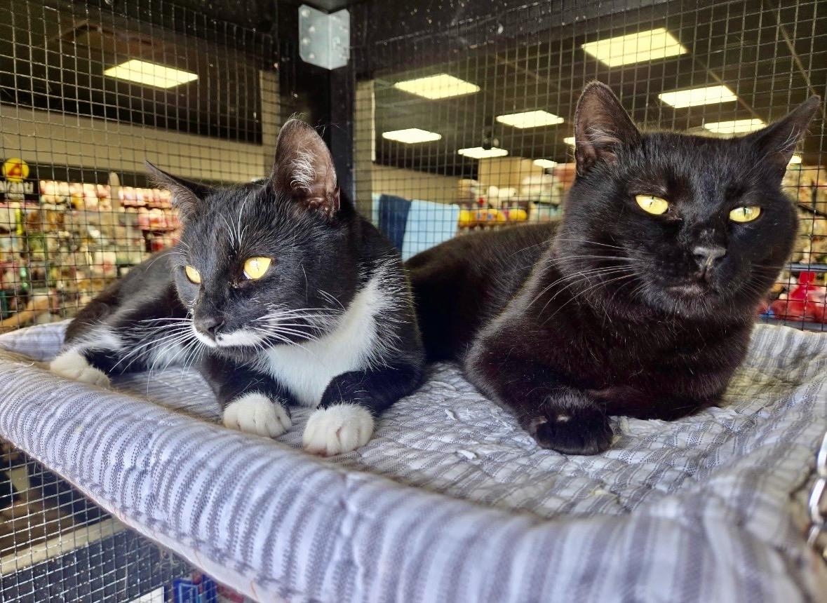 Enlarge Pistache & Yasuke-Pet Valu Clarkson, a ADOPTABLE Domestic Short Hair in Mississauga, ON image 1/6