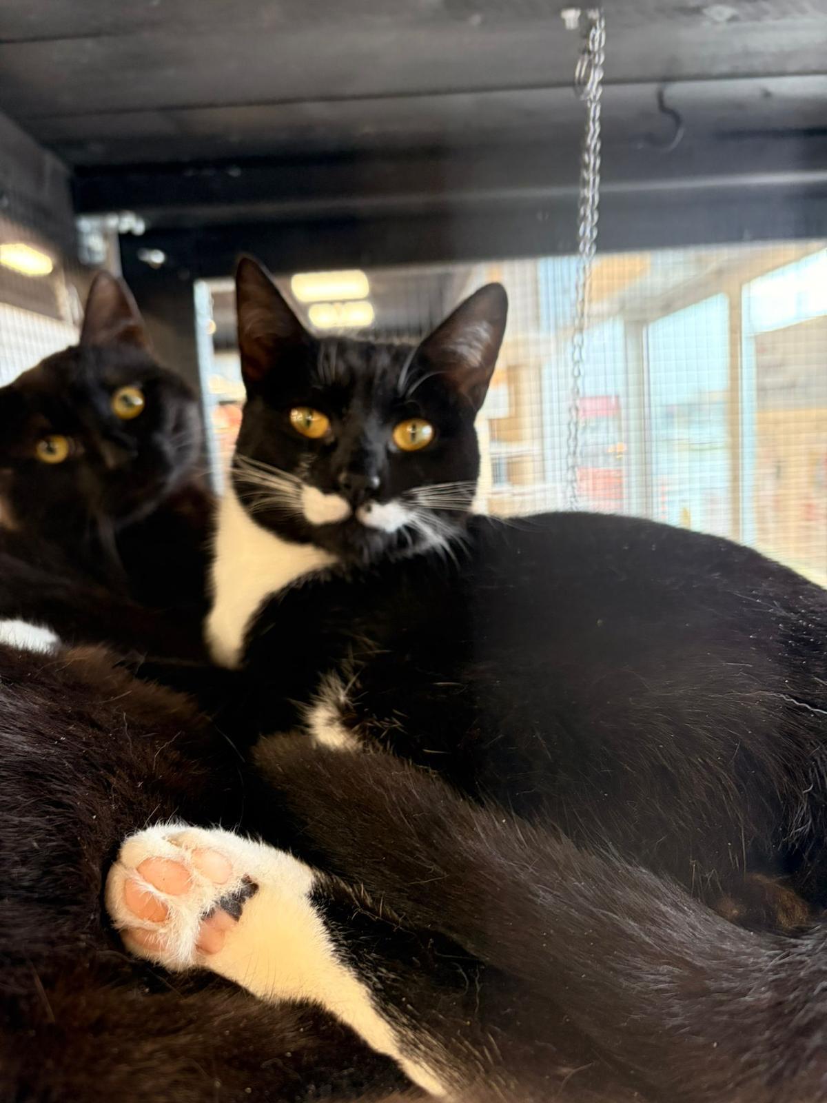 Enlarge Pistache & Yasuke-Pet Valu Clarkson, a ADOPTABLE Domestic Short Hair in Mississauga, ON image 6/6