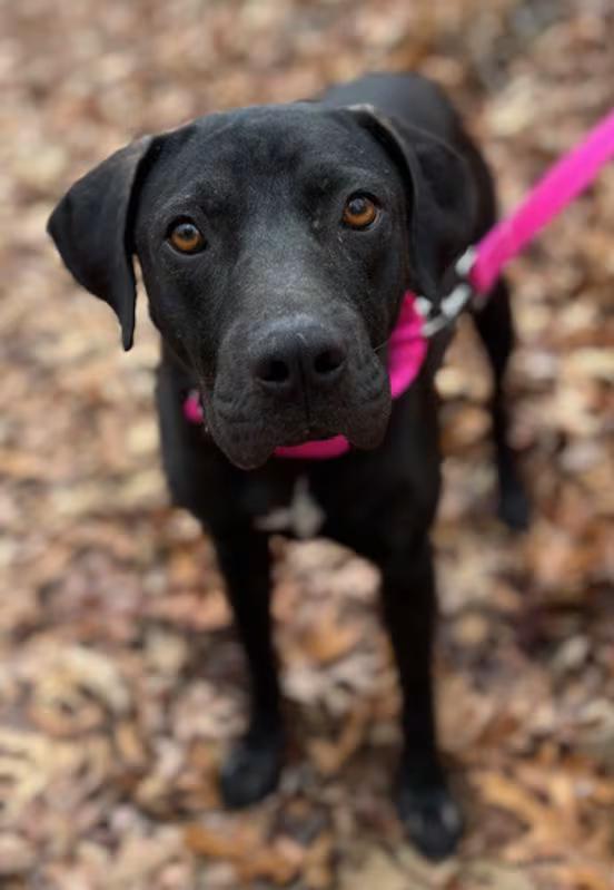 Enlarge Peppermint patty, an adopted mixed breed in Watertown, CT image 1/4