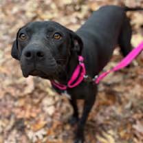 Enlarge Peppermint patty, an adopted mixed breed in Watertown, CT image 2/4