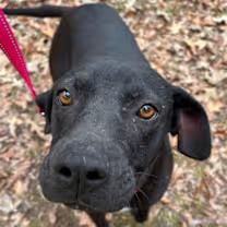 Enlarge Peppermint patty, an adopted mixed breed in Watertown, CT image 4/4