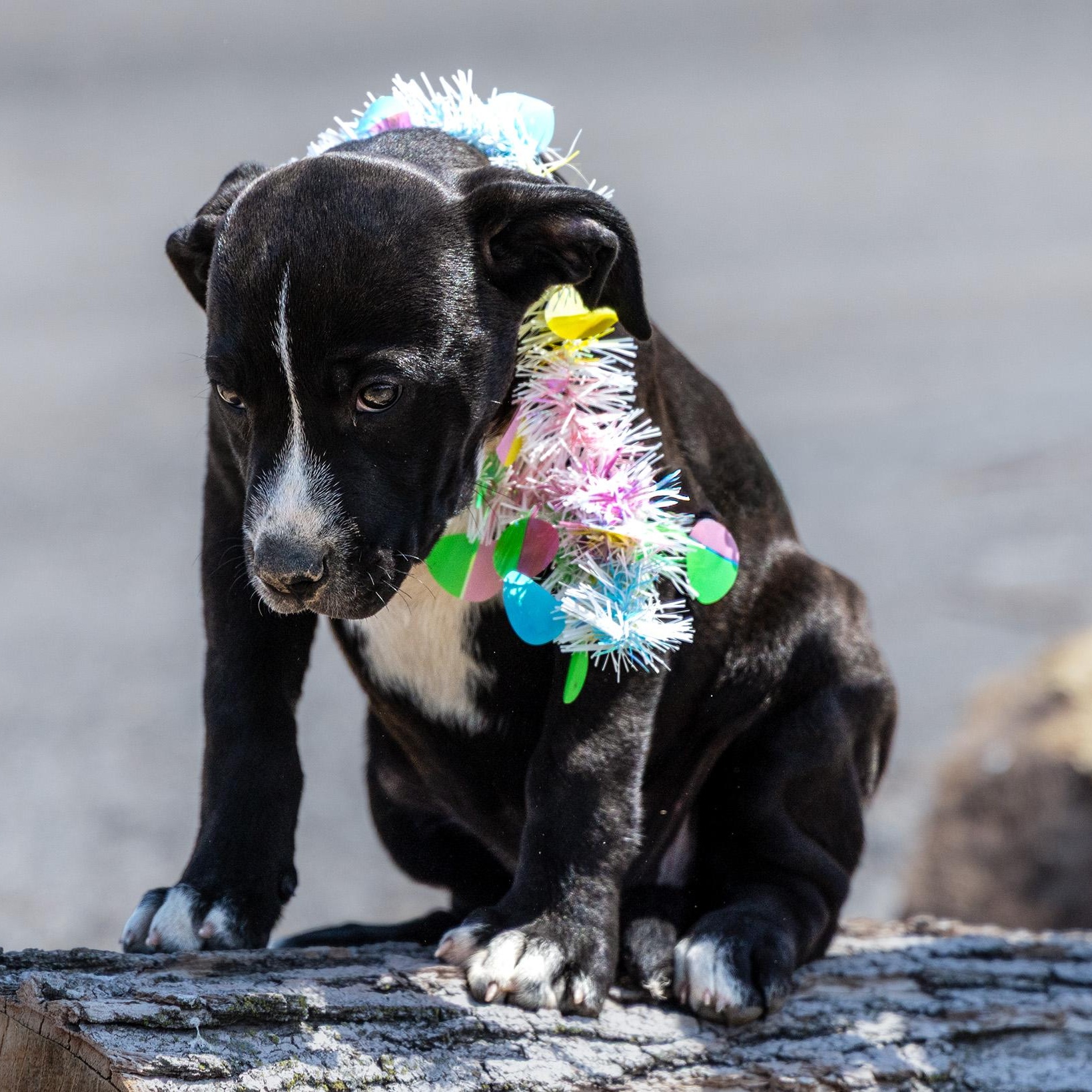 Gemma / Butterfinger, a ADOPTABLE mixed breed in Clarinda, IA image 4/6