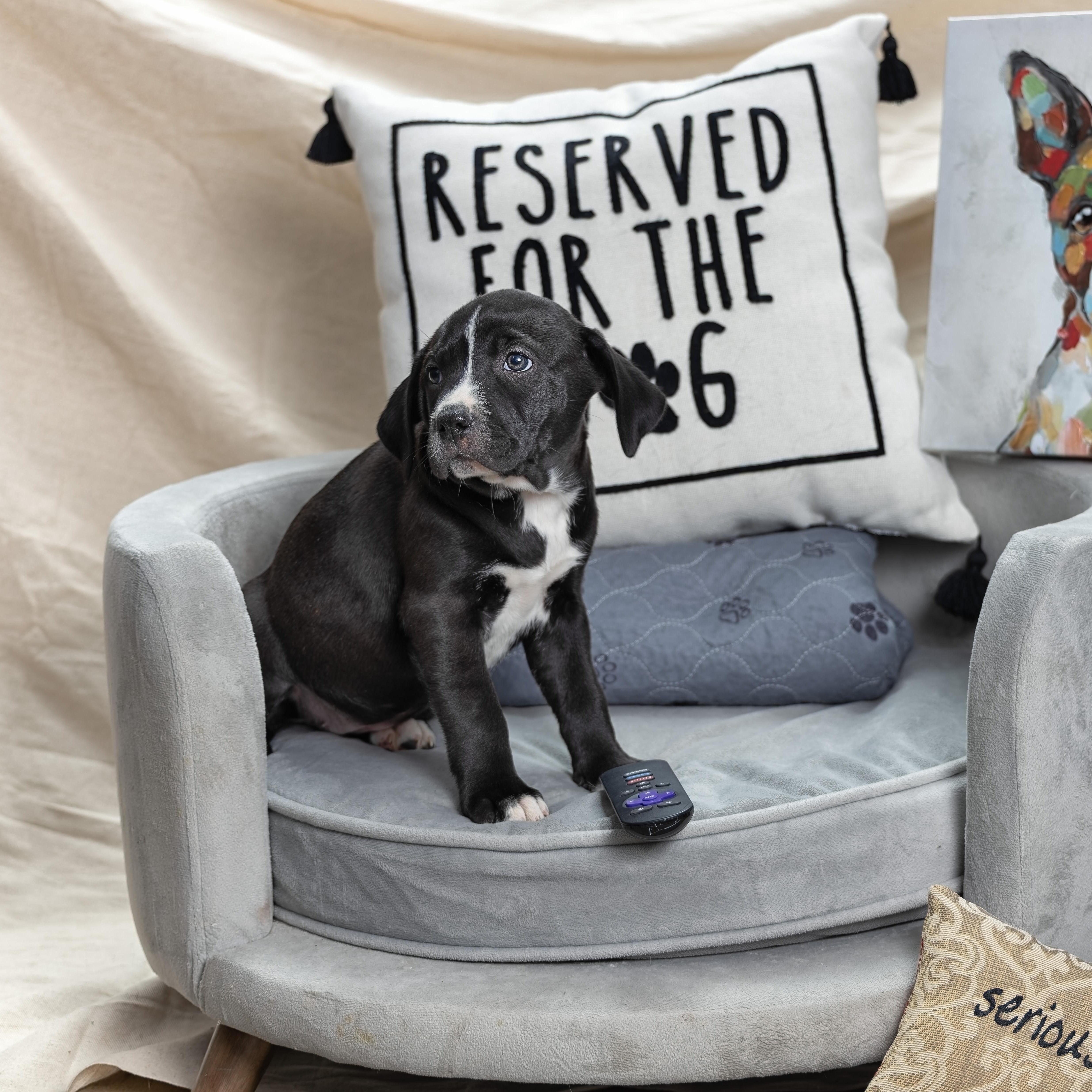 Enlarge Puppy-5, a ADOPTABLE mixed breed in Clarinda, IA image 2/4