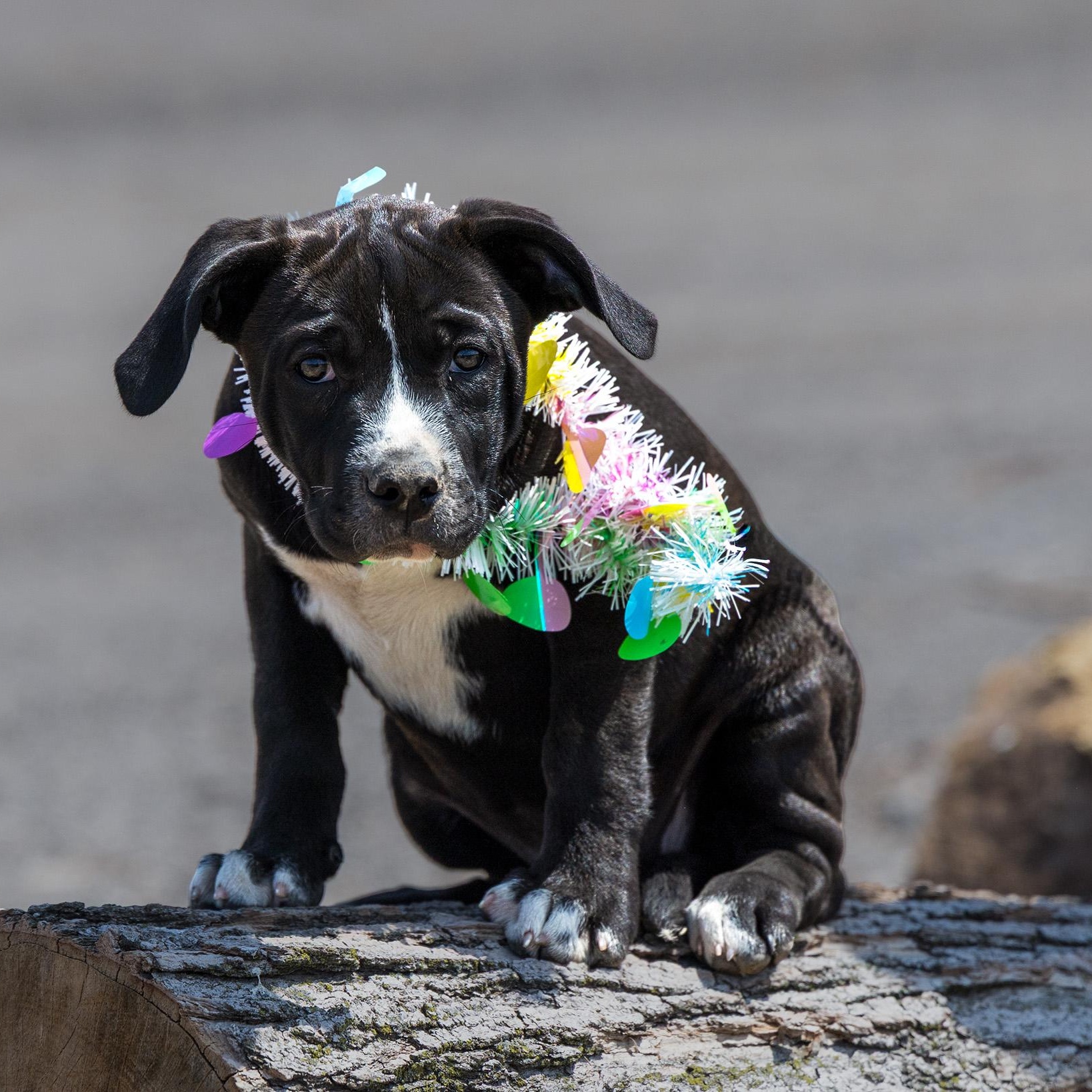 Gemma / Butterfinger, a ADOPTABLE mixed breed in Clarinda, IA image 2/6