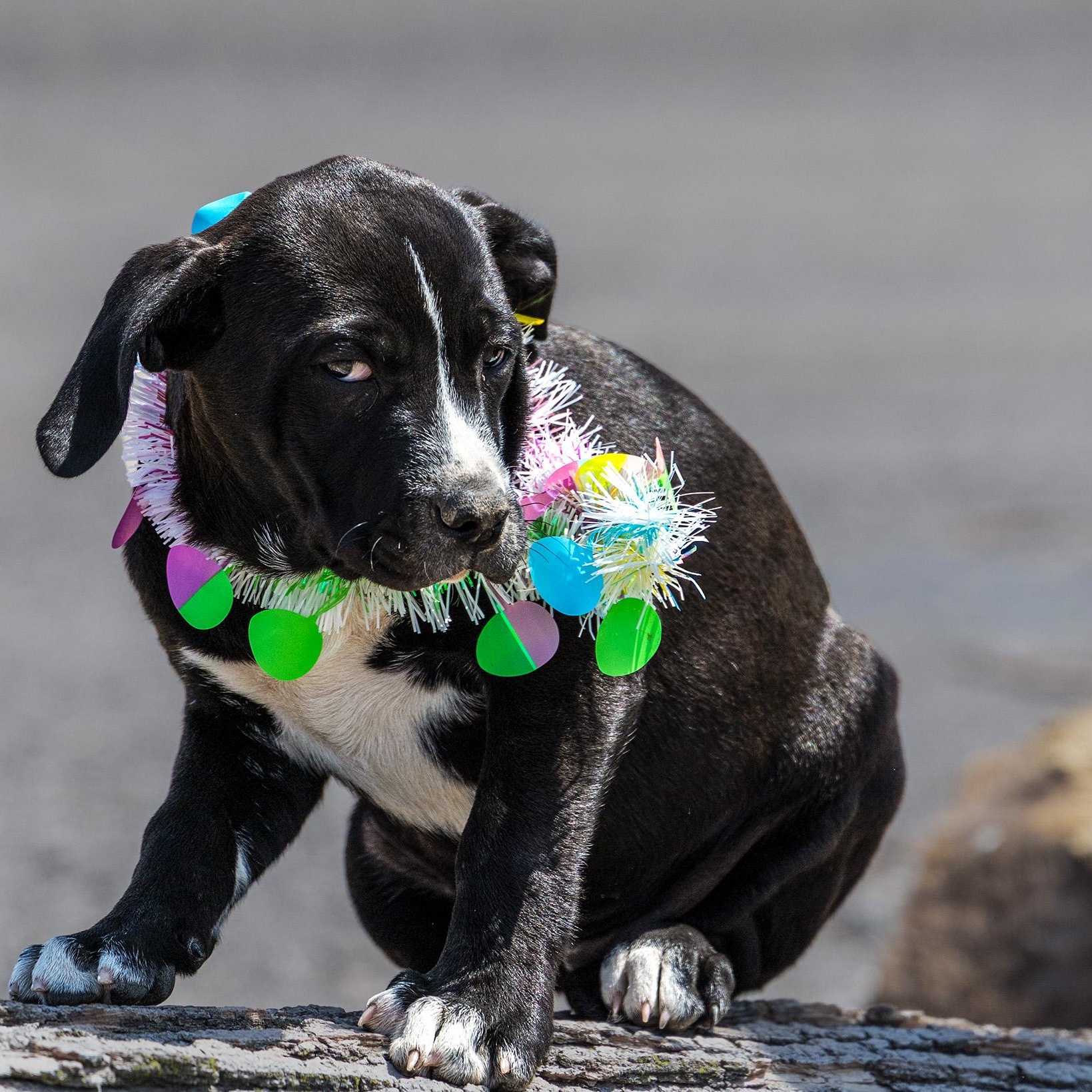 Gemma / Butterfinger, a ADOPTABLE mixed breed in Clarinda, IA image 3/6