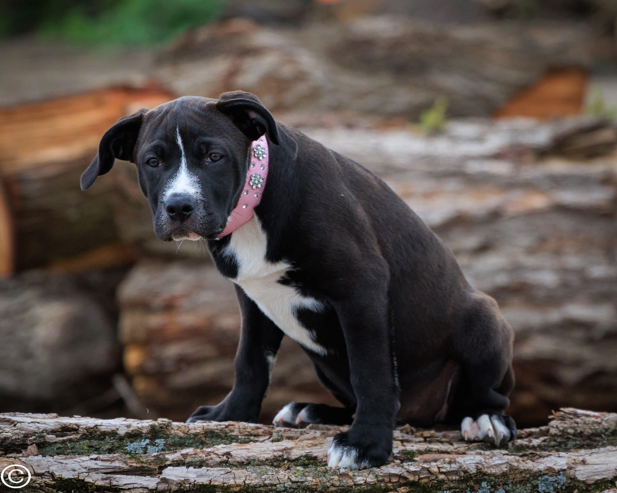 Gemma / Butterfinger, ADOPTABLE, Puppy Female American Staffordshire Terrier.