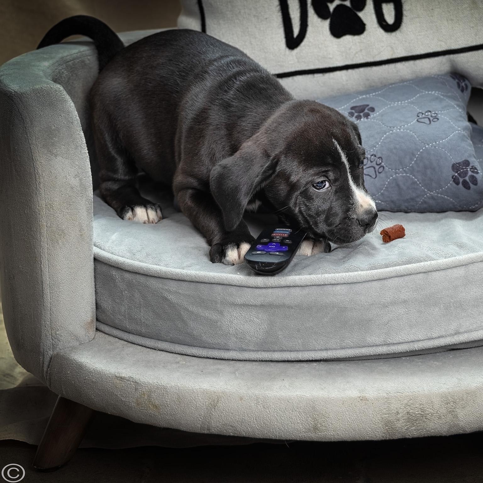 Enlarge Puppy-5, a ADOPTABLE mixed breed in Clarinda, IA image 1/4