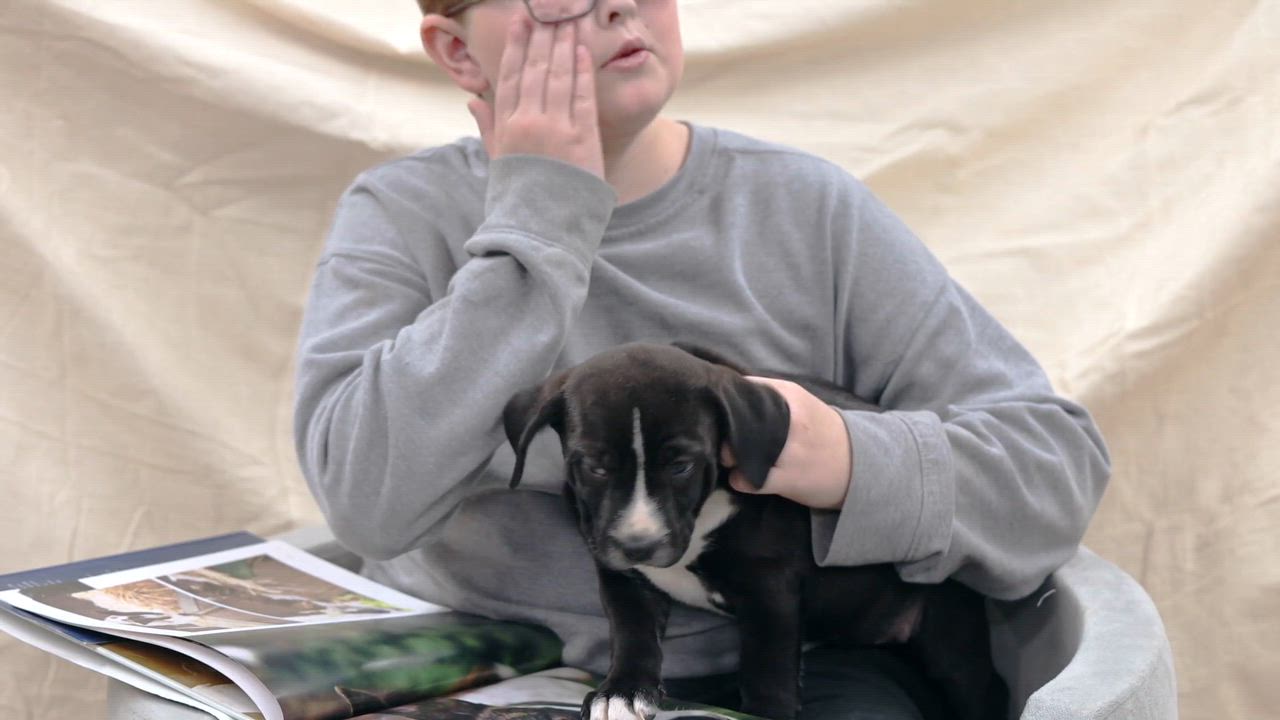 Enlarge Puppy-5, a ADOPTABLE mixed breed in Clarinda, IA video 4/4