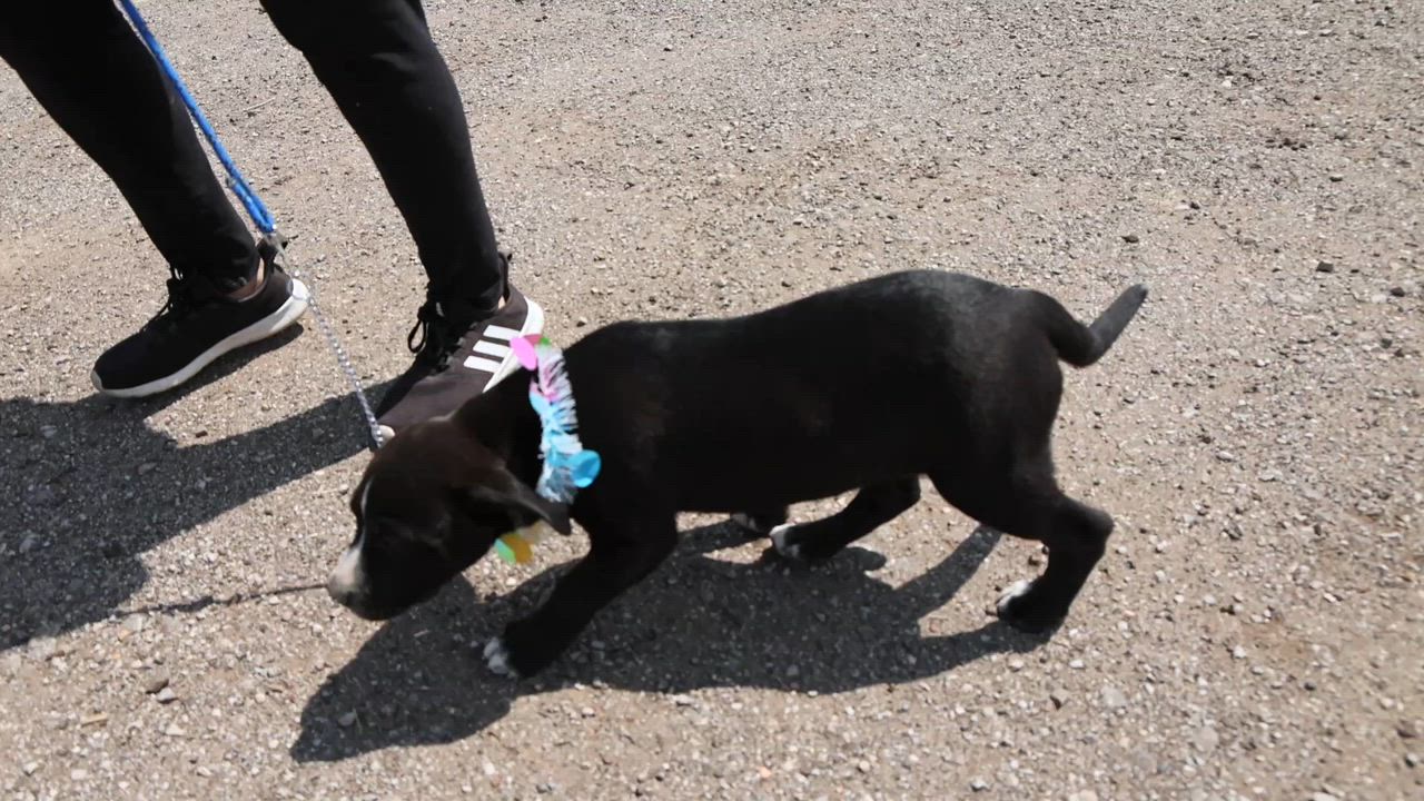 Enlarge Gemma / Butterfinger, a ADOPTABLE mixed breed in Clarinda, IA video 6/6