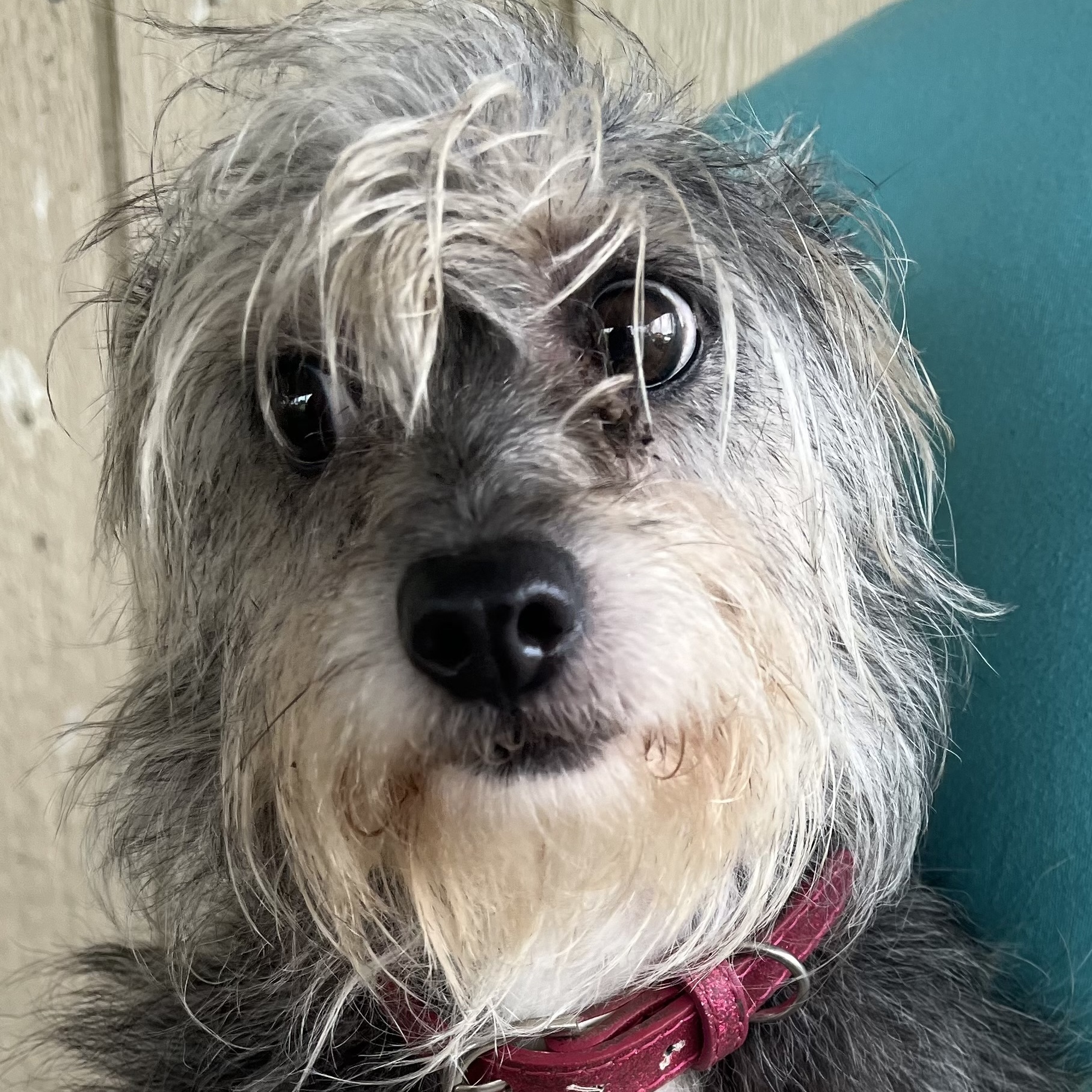 Dog for adoption Isabella Local Rhode Island, a Yorkshire Terrier