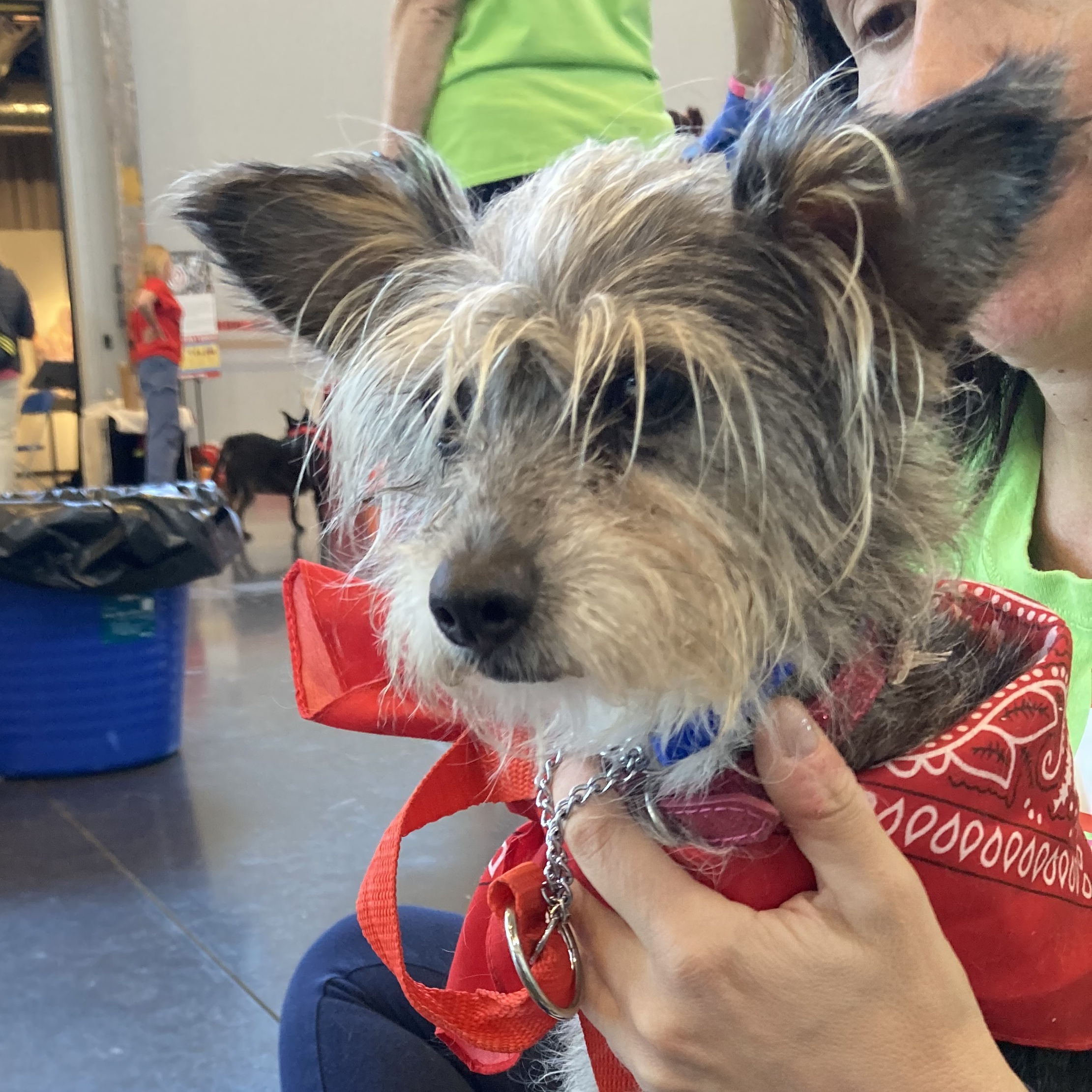 Dog for adoption Isabella Local Rhode Island, a Yorkshire Terrier