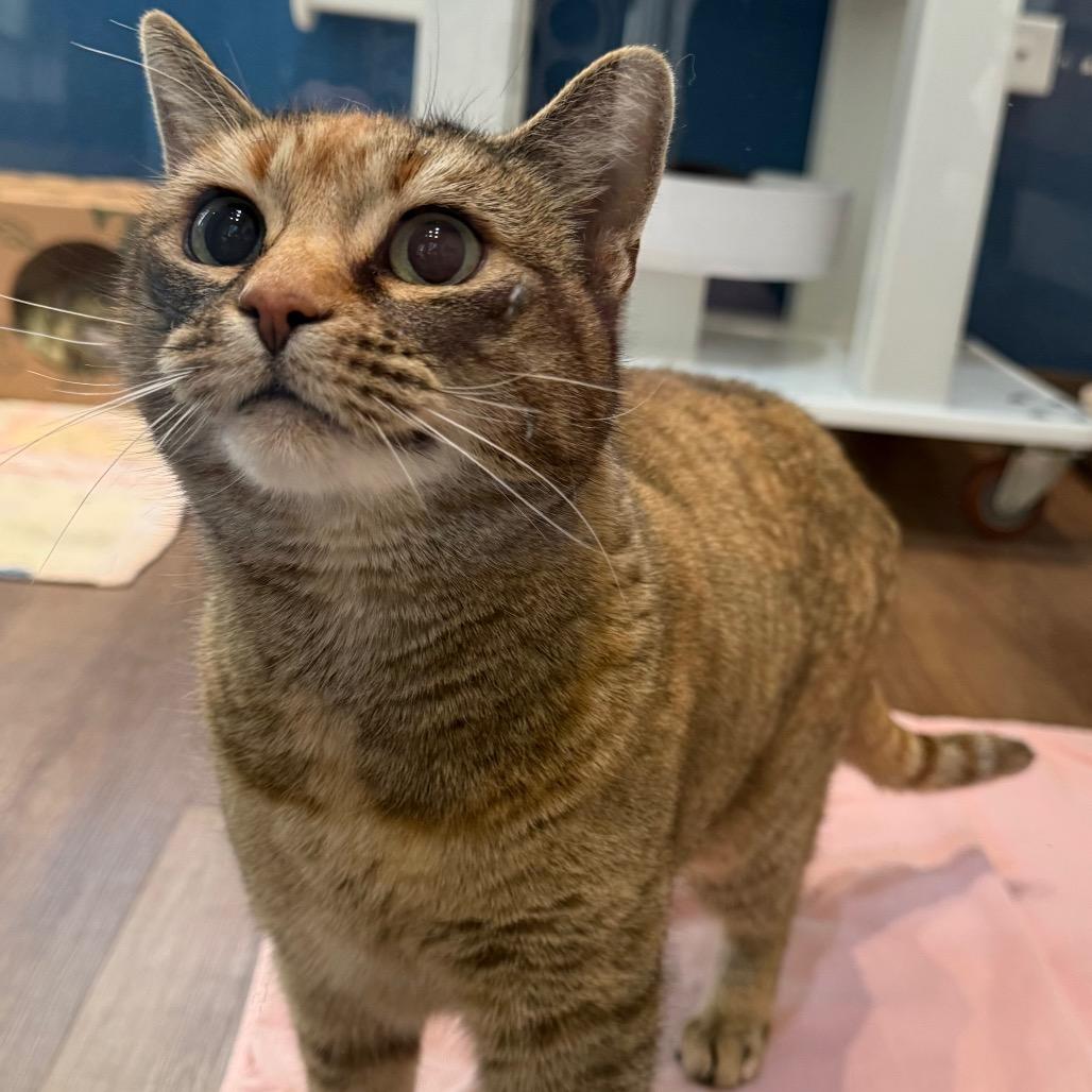 Paulina, a Adoptable Domestic Short Hair in Incline Village, NV image 1/4