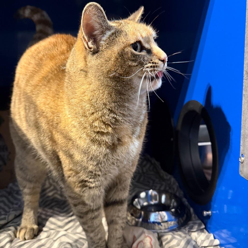 Paulina, a Adoptable Domestic Short Hair in Incline Village, NV image 2/4