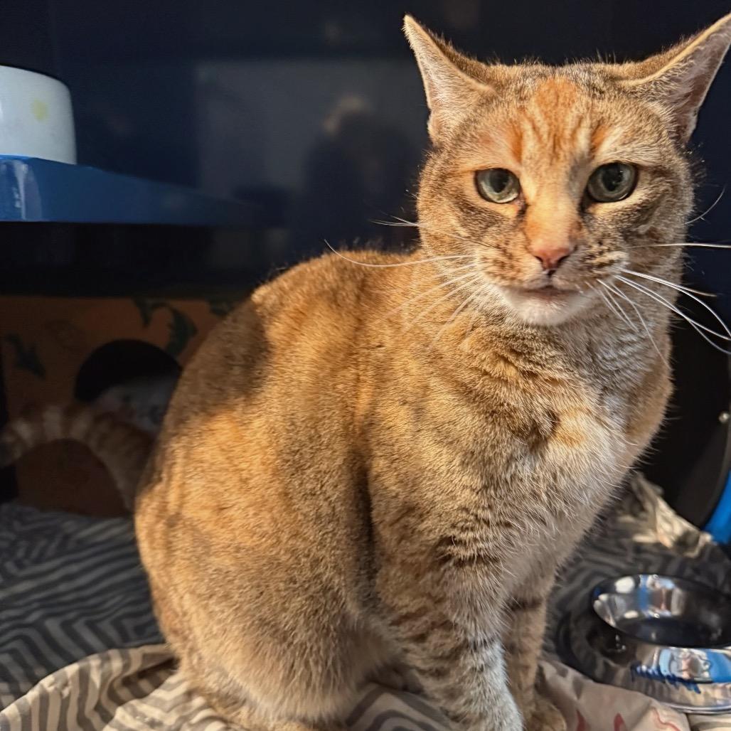 Paulina, a Adoptable Domestic Short Hair in Incline Village, NV image 4/4