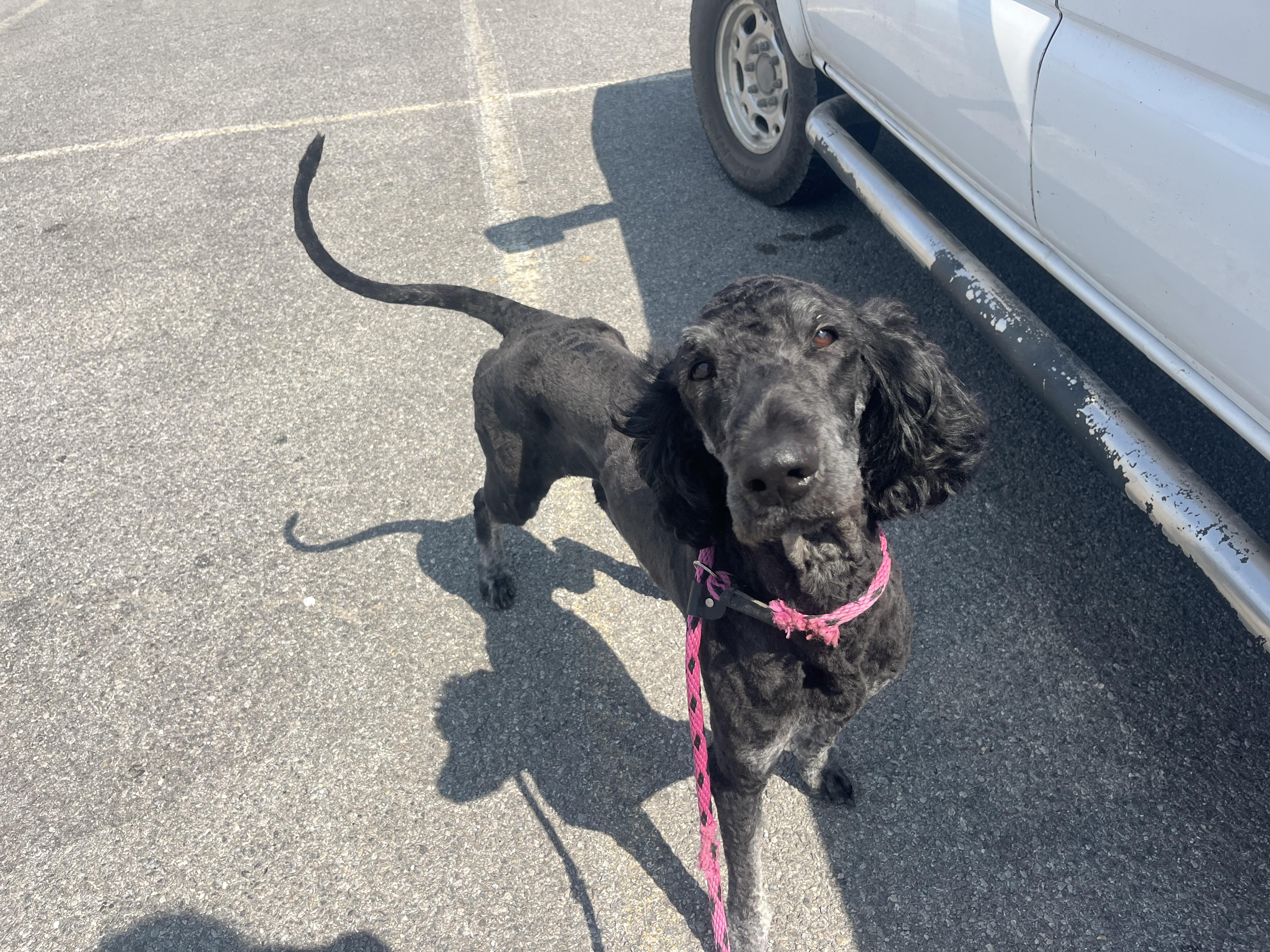 Enlarge Ace, a Adopted mixed breed in Eagle, ID image 2/6