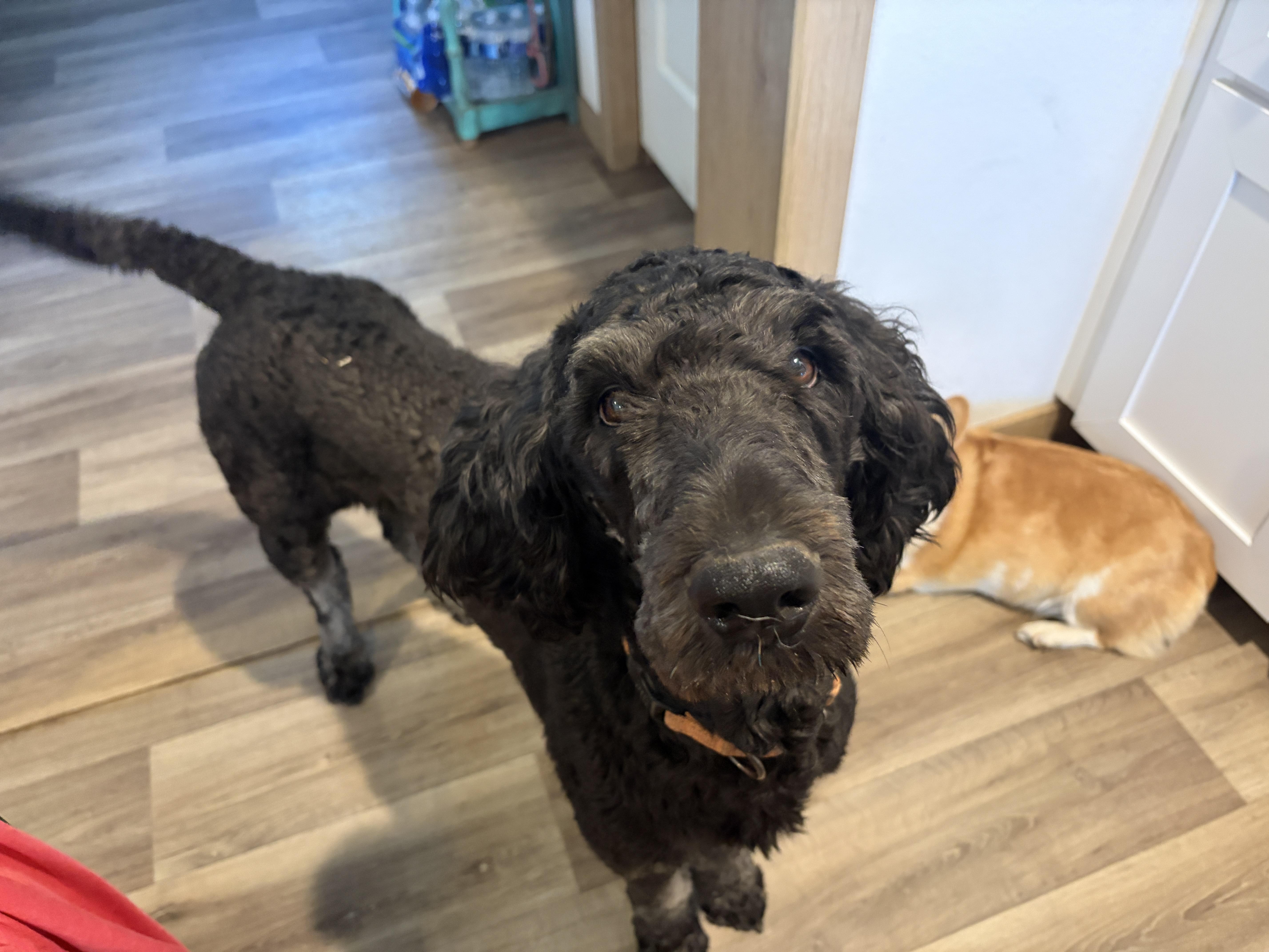 Ace, Adopted, Adult Male Standard Poodle & Goldendoodle.