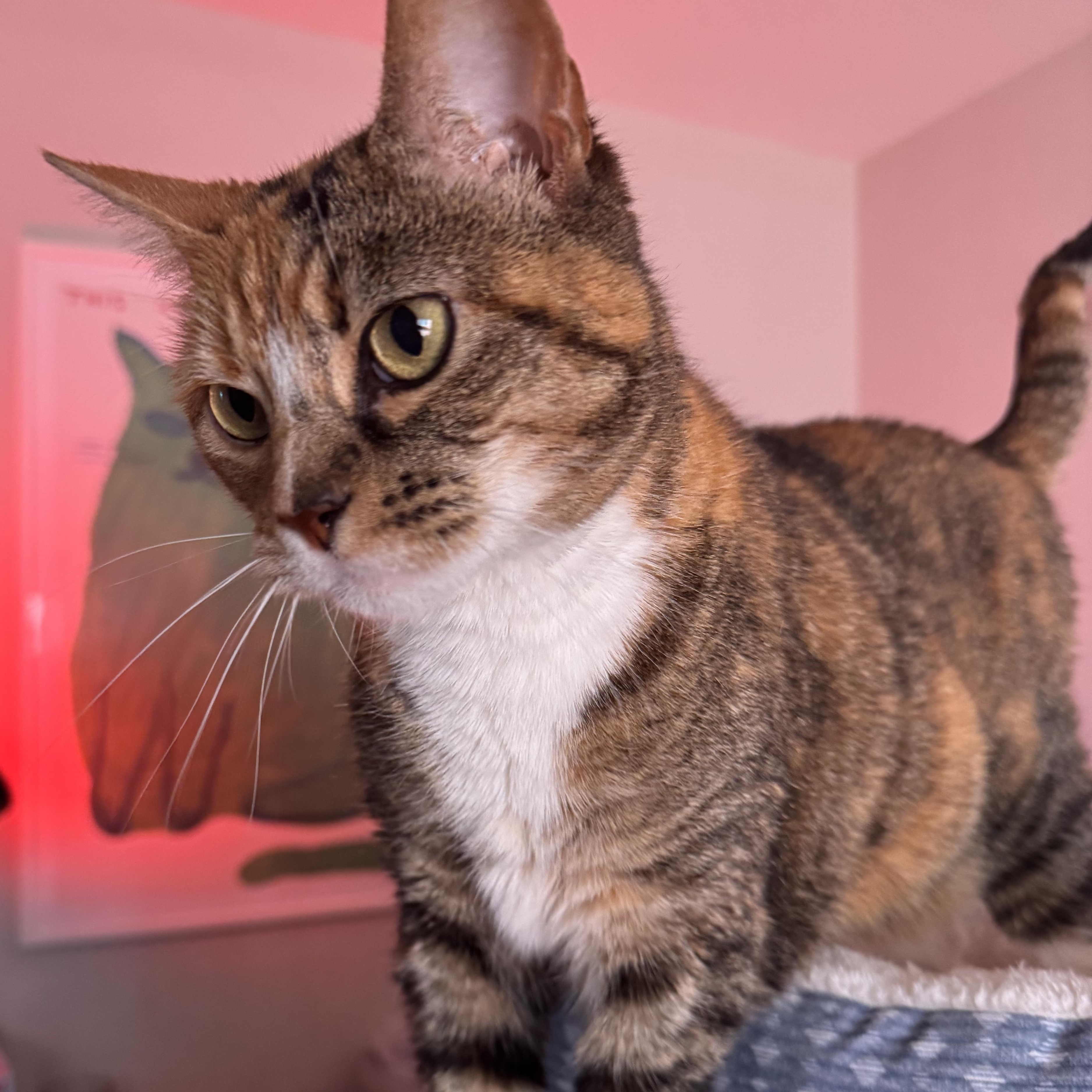 Enlarge Raffia, a Adoption Pending Calico in Seattle, WA image 4/5