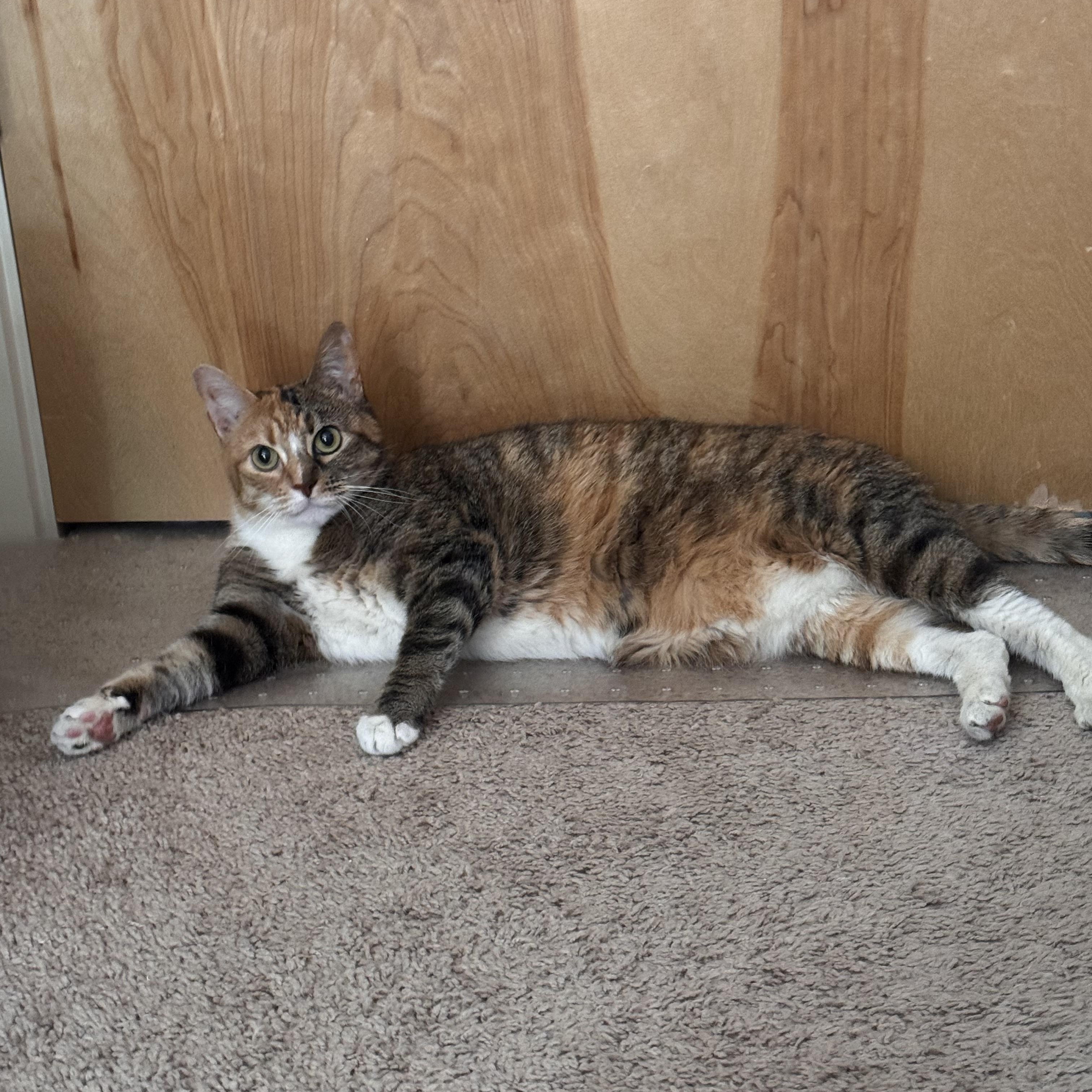 Enlarge Raffia, a Adoption Pending Calico in Seattle, WA image 5/5