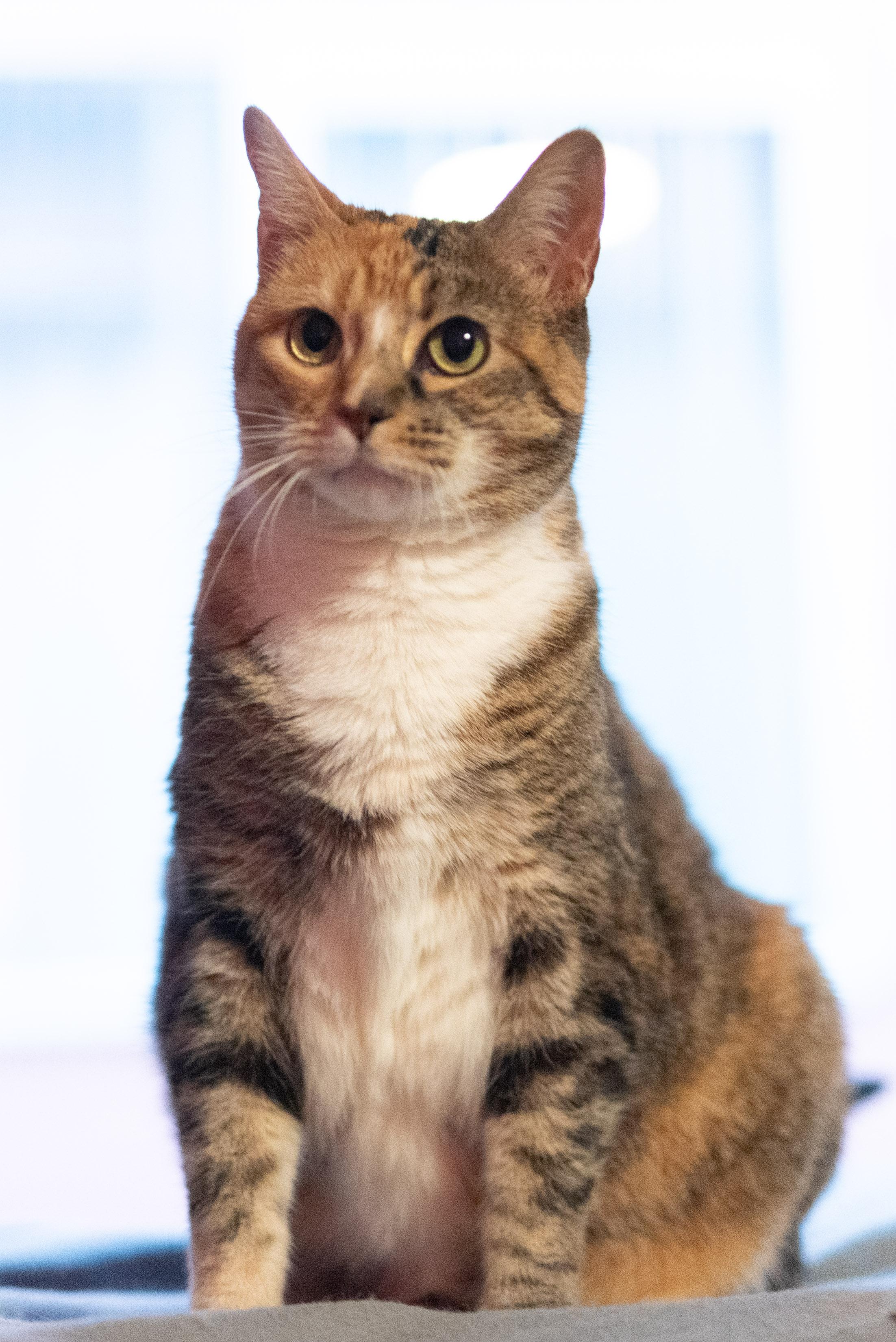 Enlarge Raffia, a Adoption Pending Calico in Seattle, WA image 2/5