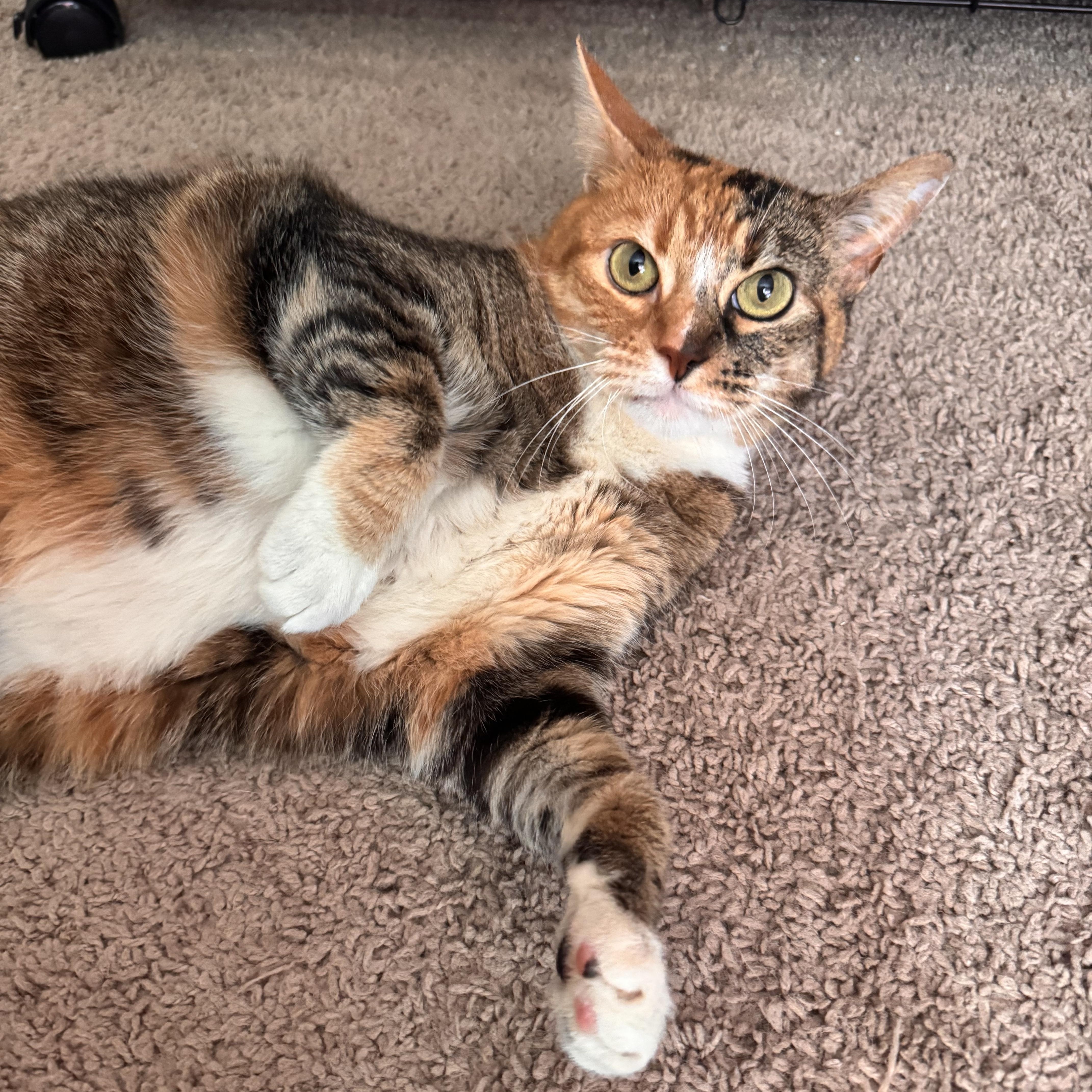 Raffia, Adoptable, Adult Female Calico.