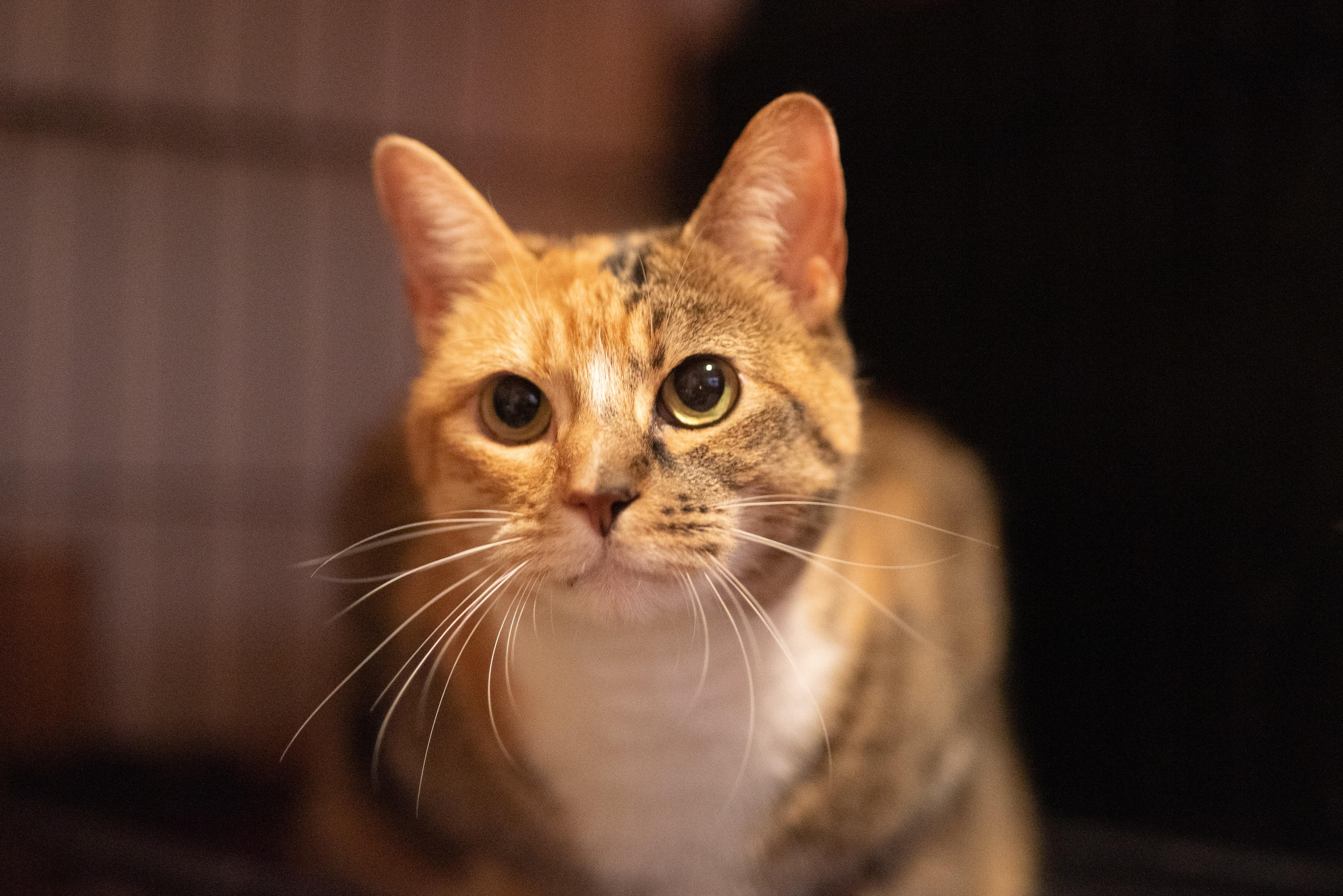 Enlarge Raffia, a Adoption Pending Calico in Seattle, WA image 3/5
