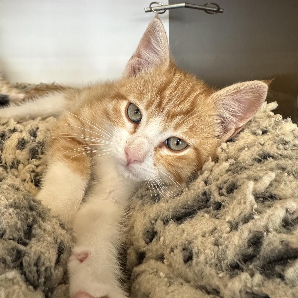 Enlarge Elmer, a Adoptable Domestic Medium Hair in Park City, UT image 1/1