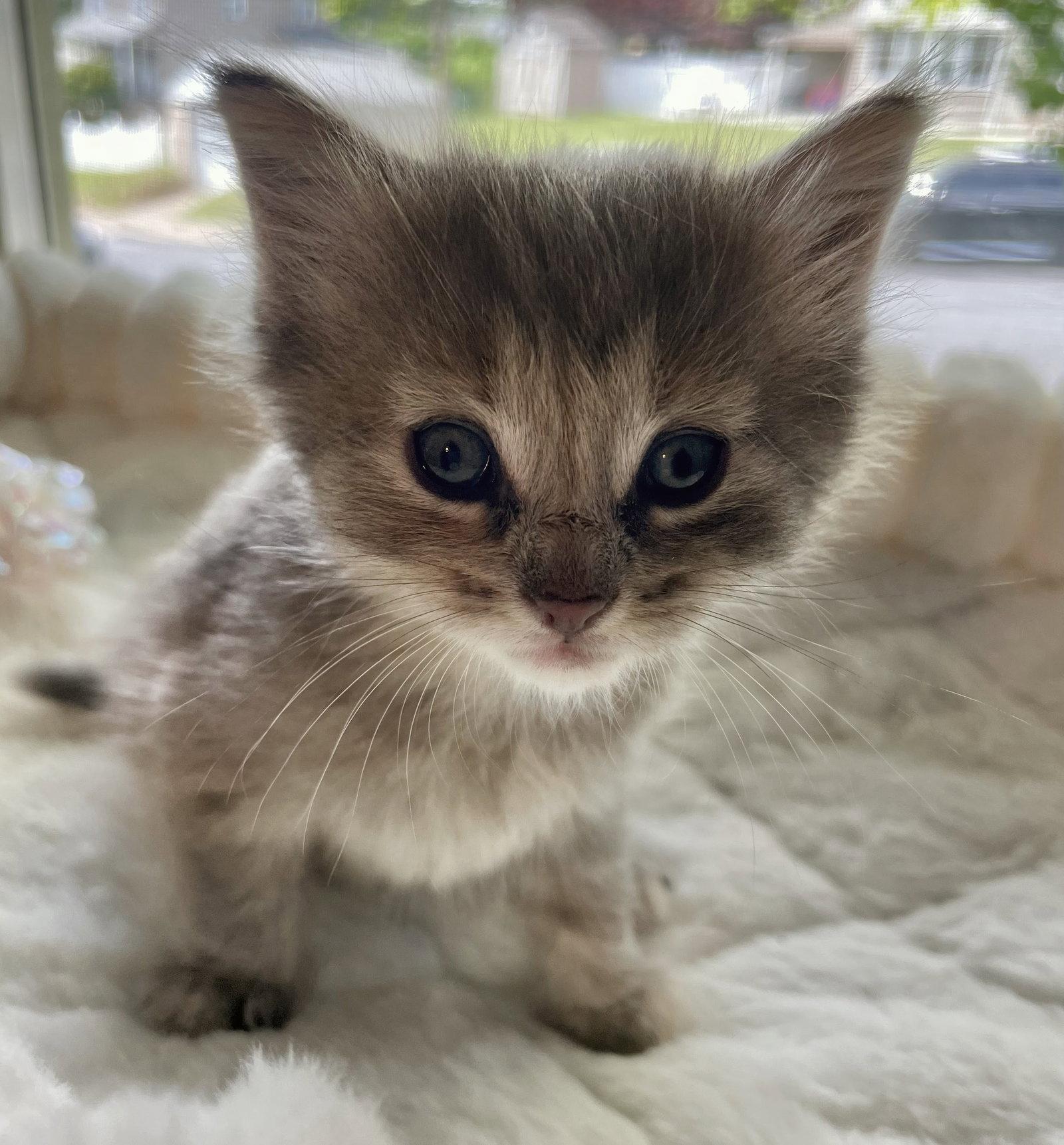 Chai Kitten, a Adopted Domestic Long Hair in Allentown, PA image 1/3