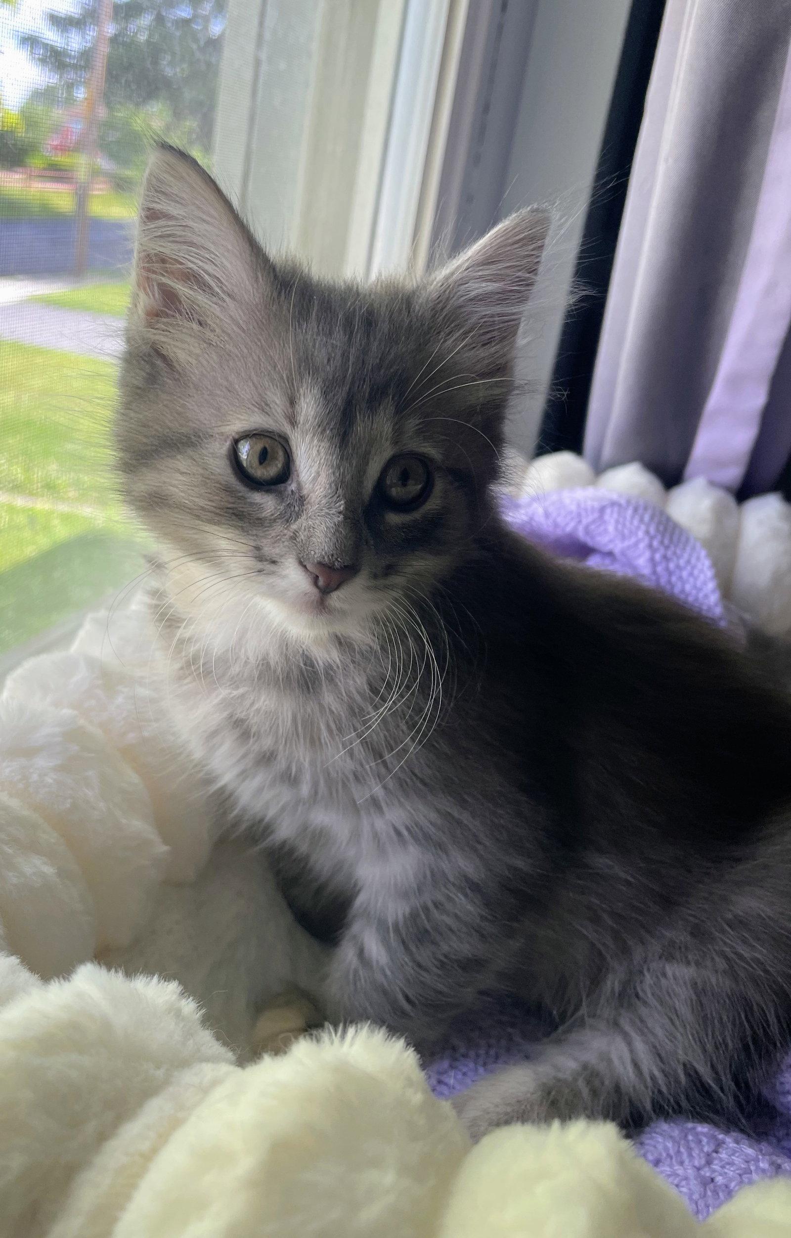 Chai Kitten, a Adopted Domestic Long Hair in Allentown, PA image 3/3