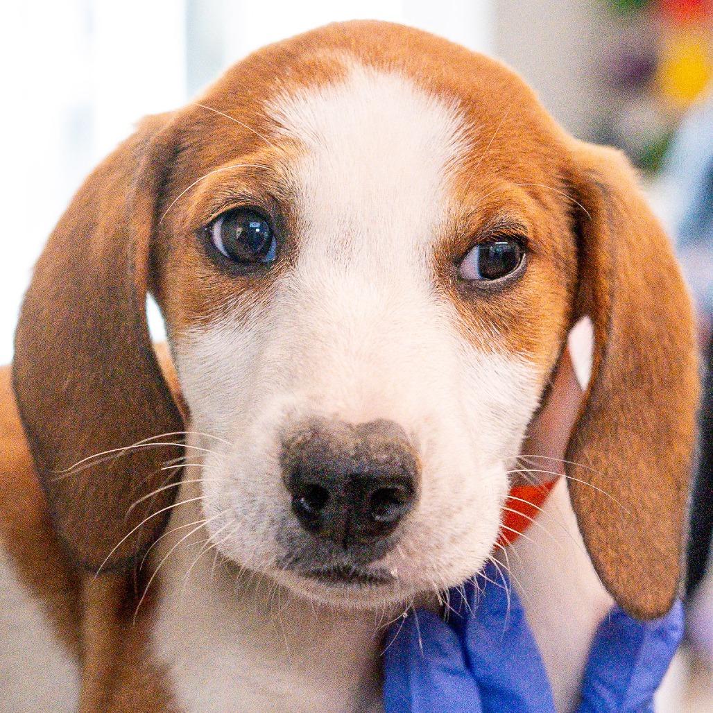 Dune *Avail by Appt*, Adoptable, Puppy Male Mixed Breed.