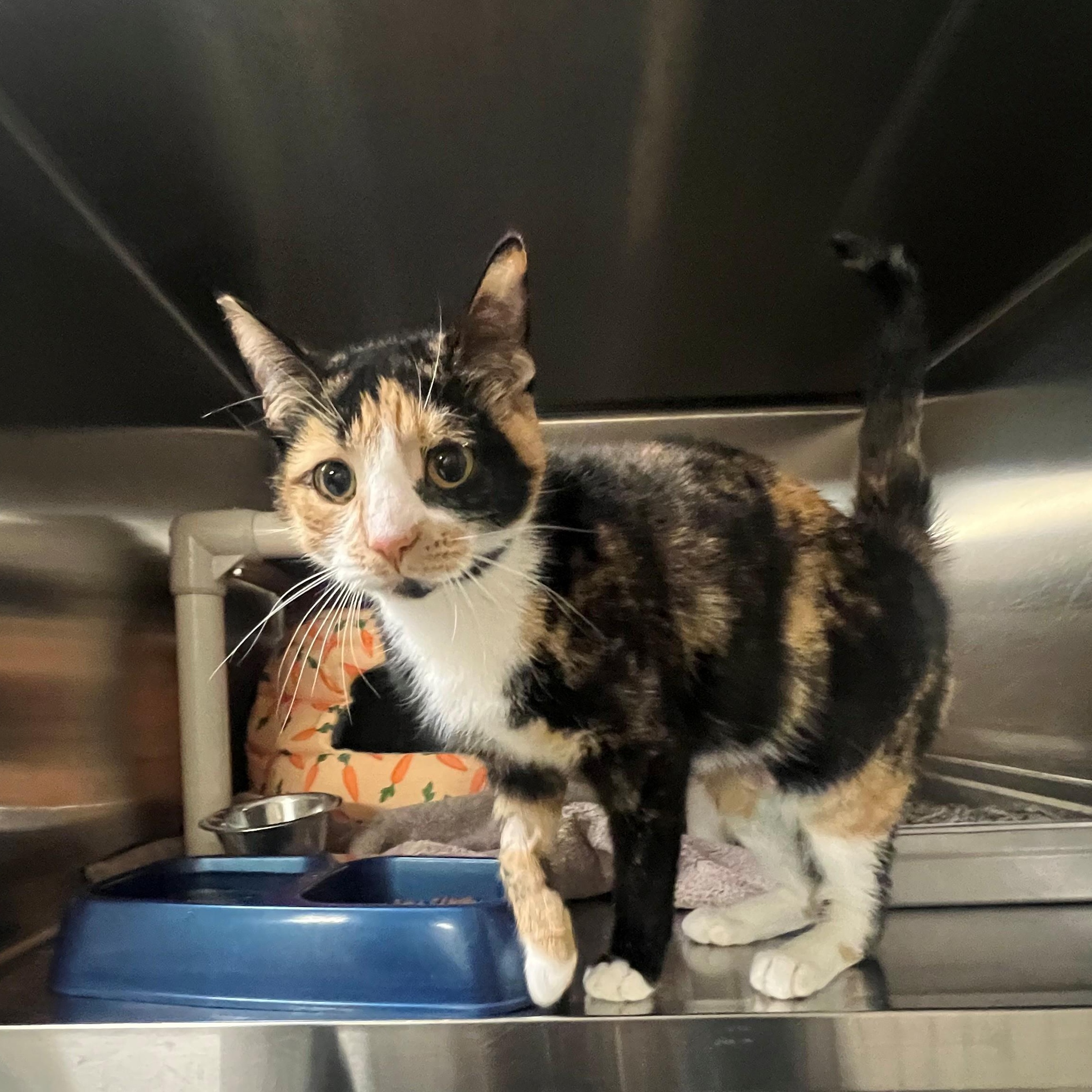 Lavender CS-004/26, adopted, Adult Female Domestic Short Hair.