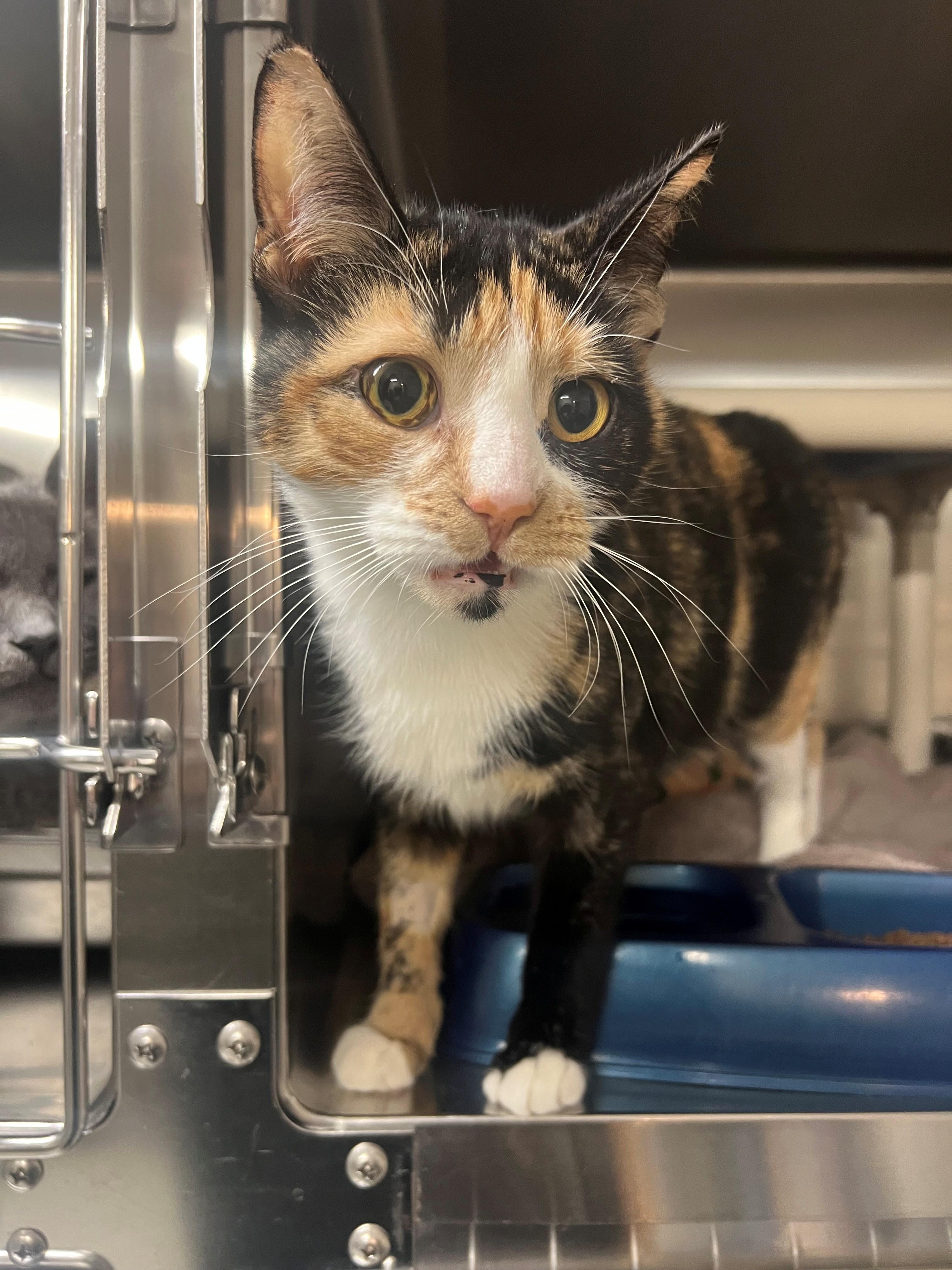 Lavender CS-004/26, an adopted Domestic Short Hair in Burlington, ON image 2/2