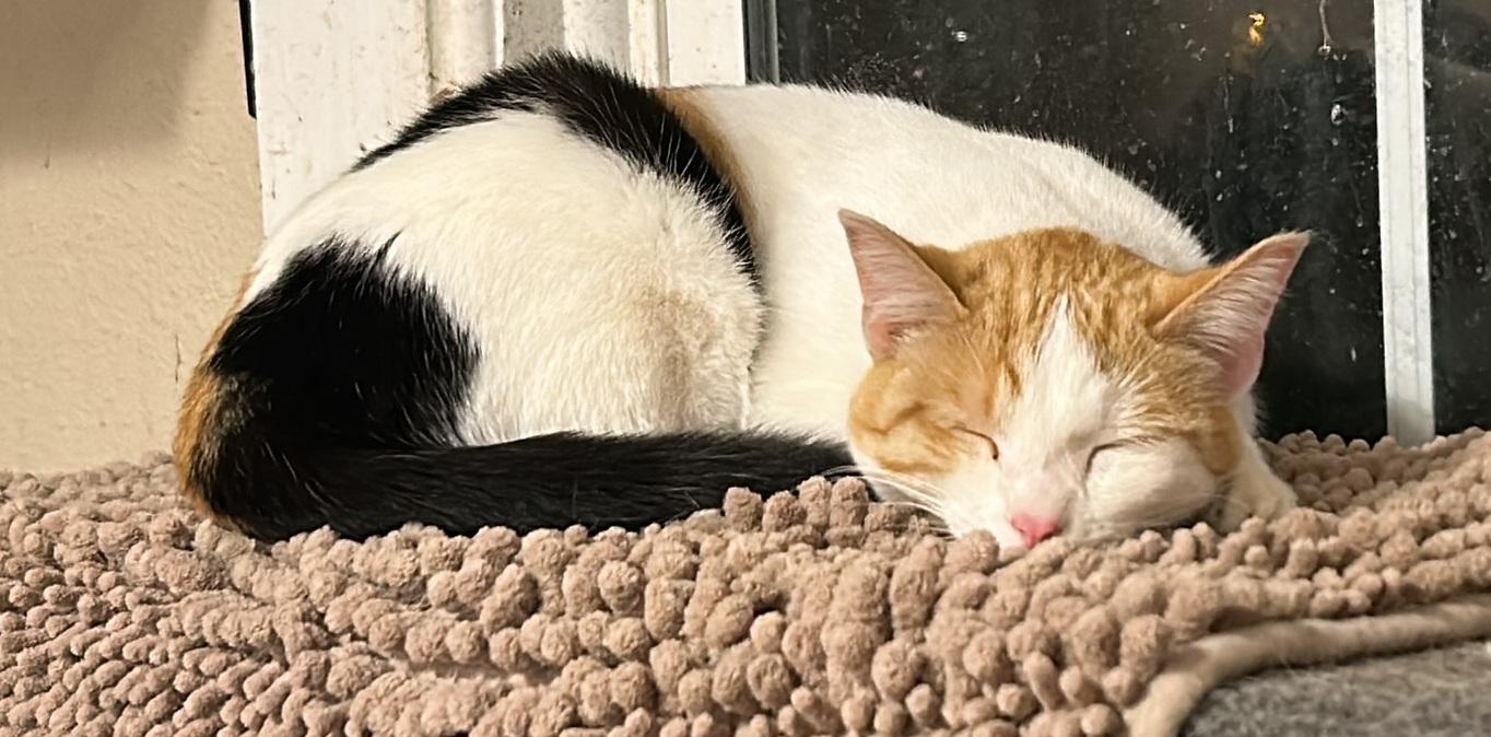 Izzy, ADOPTABLE, Adult Female American Shorthair.