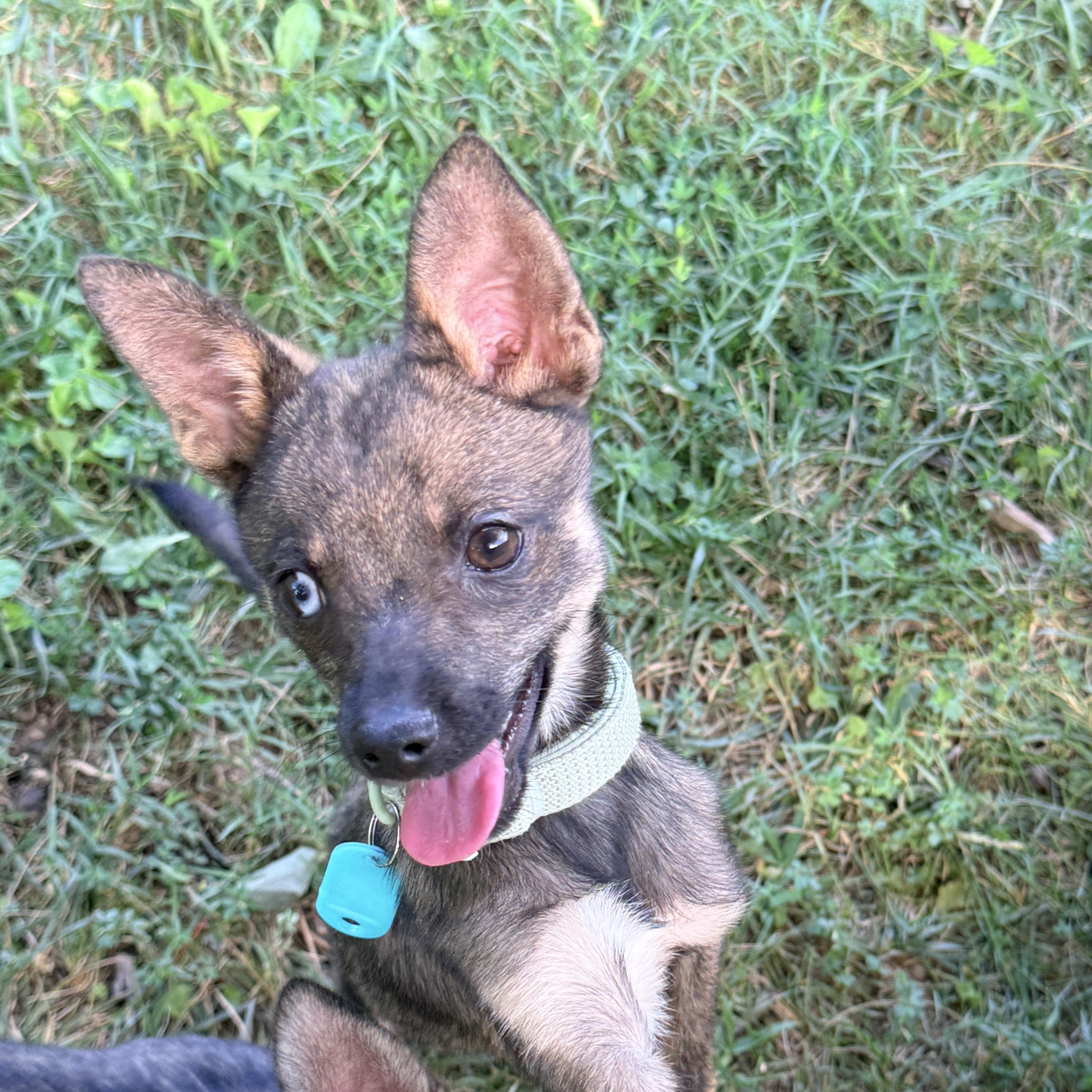 Molly, a ADOPTABLE mixed breed in Columbia, MD image 3/4