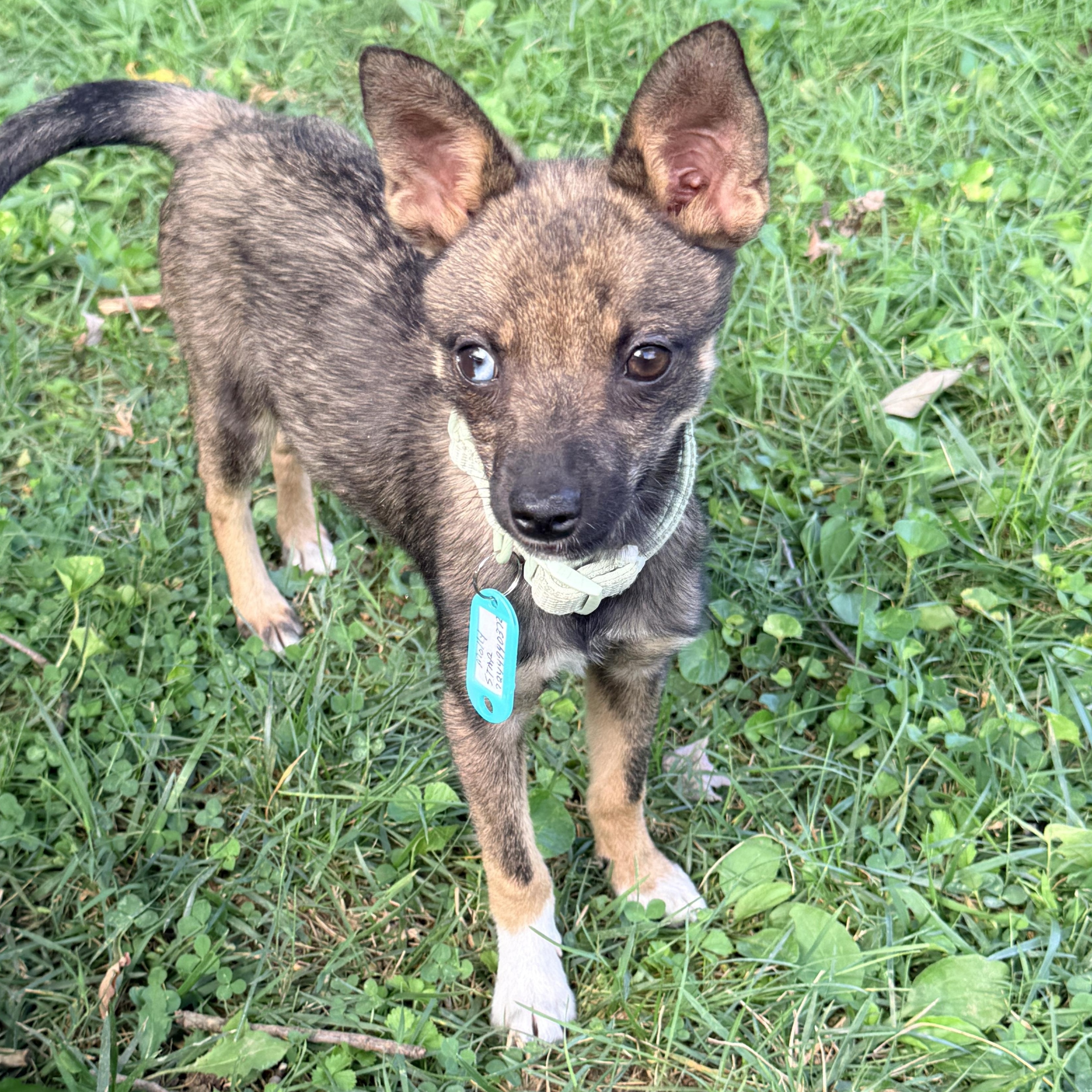 Molly, a ADOPTABLE mixed breed in Columbia, MD image 4/4