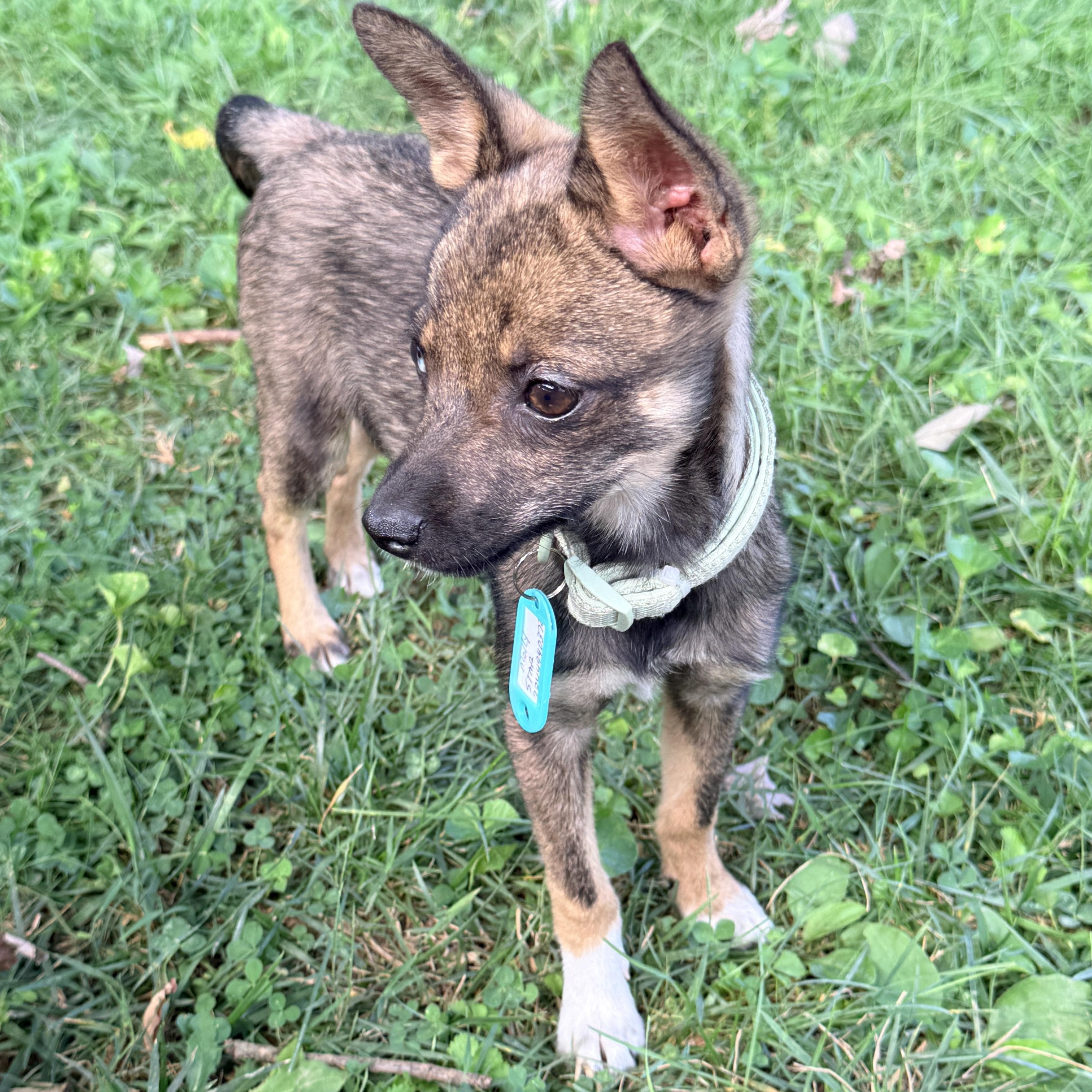 Molly, ADOPTABLE, Puppy Female Klee Kai & Chihuahua.