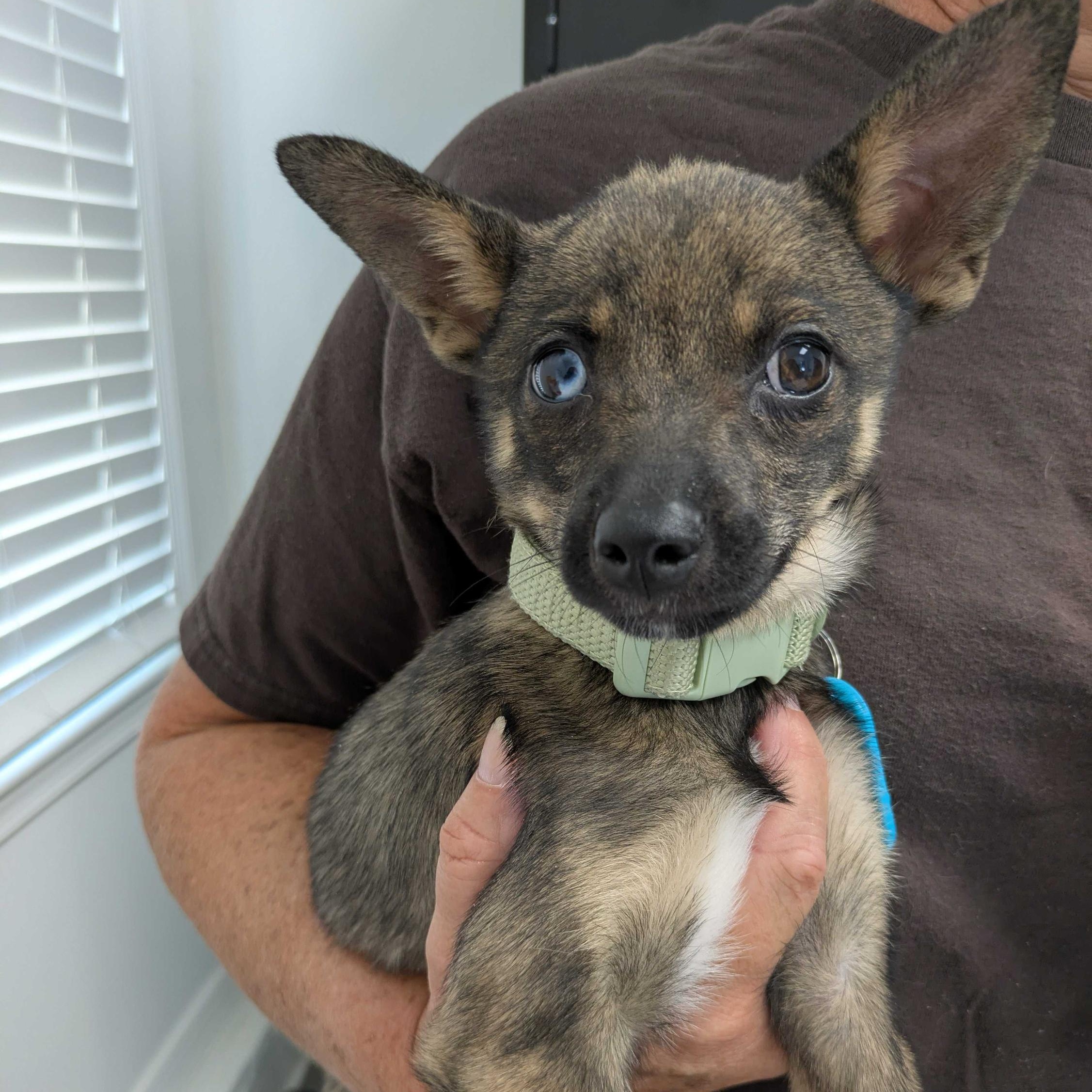 Molly, a ADOPTABLE mixed breed in Columbia, MD image 2/4