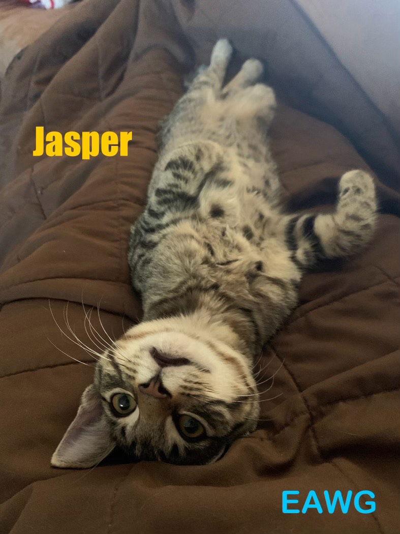 Jasper, Adoptable, Young Male Domestic Short Hair & Tabby.