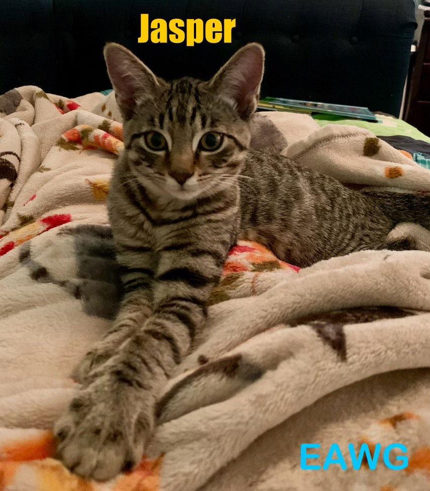 Jasper, a Adoptable mixed breed in Pensacola, FL image 3/3