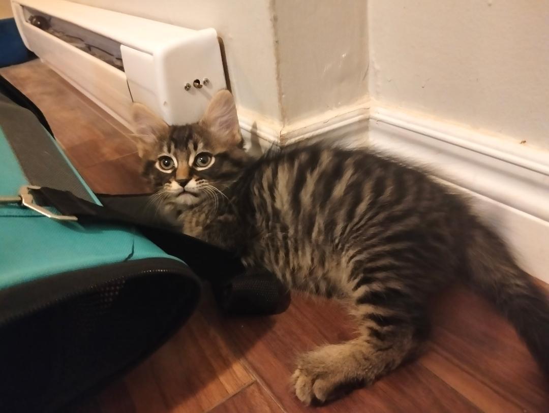 Enlarge Rolf bonded with Neville, an adopted mixed breed in Hamilton, ON image 2/2