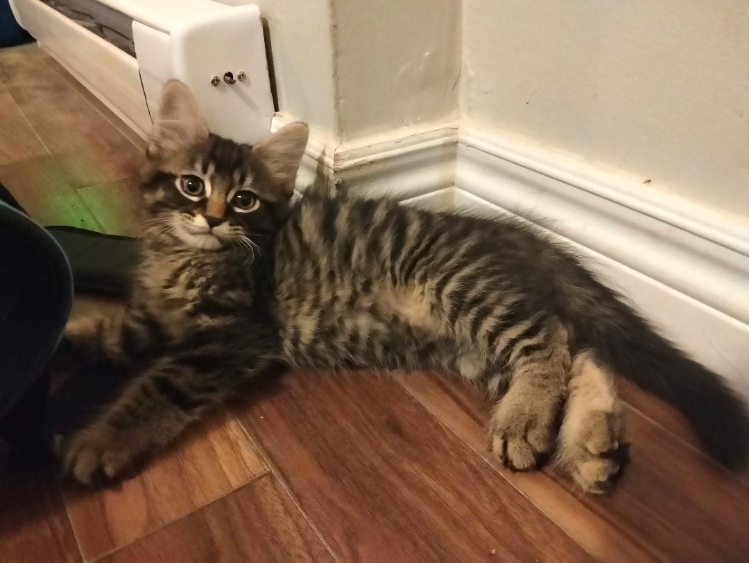 Enlarge Rolf bonded with Neville, an adopted mixed breed in Hamilton, ON image 1/2