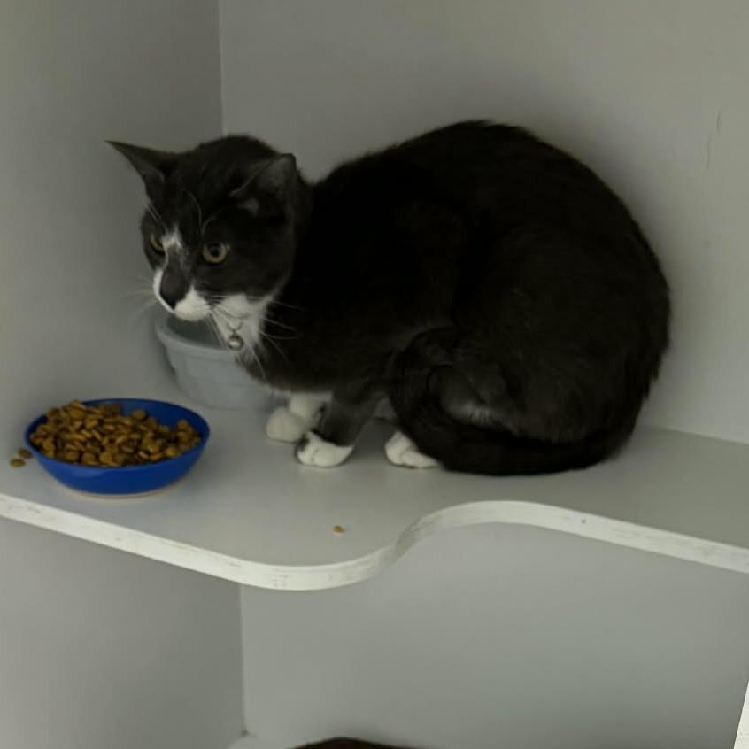 Sphinx, Adoptable, Young Male Domestic Short Hair.