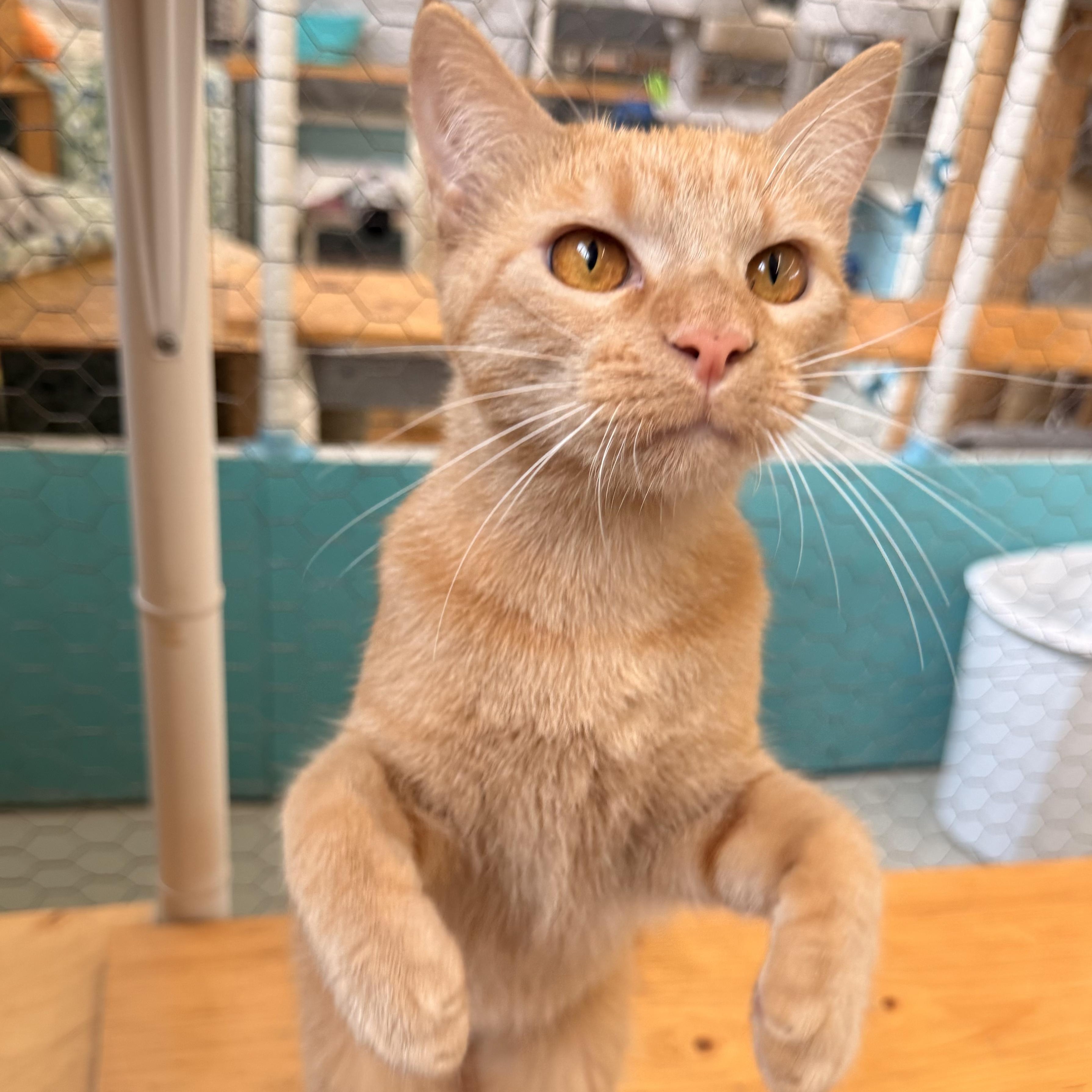 Avocado, Adoptable, Young Male Domestic Short Hair.
