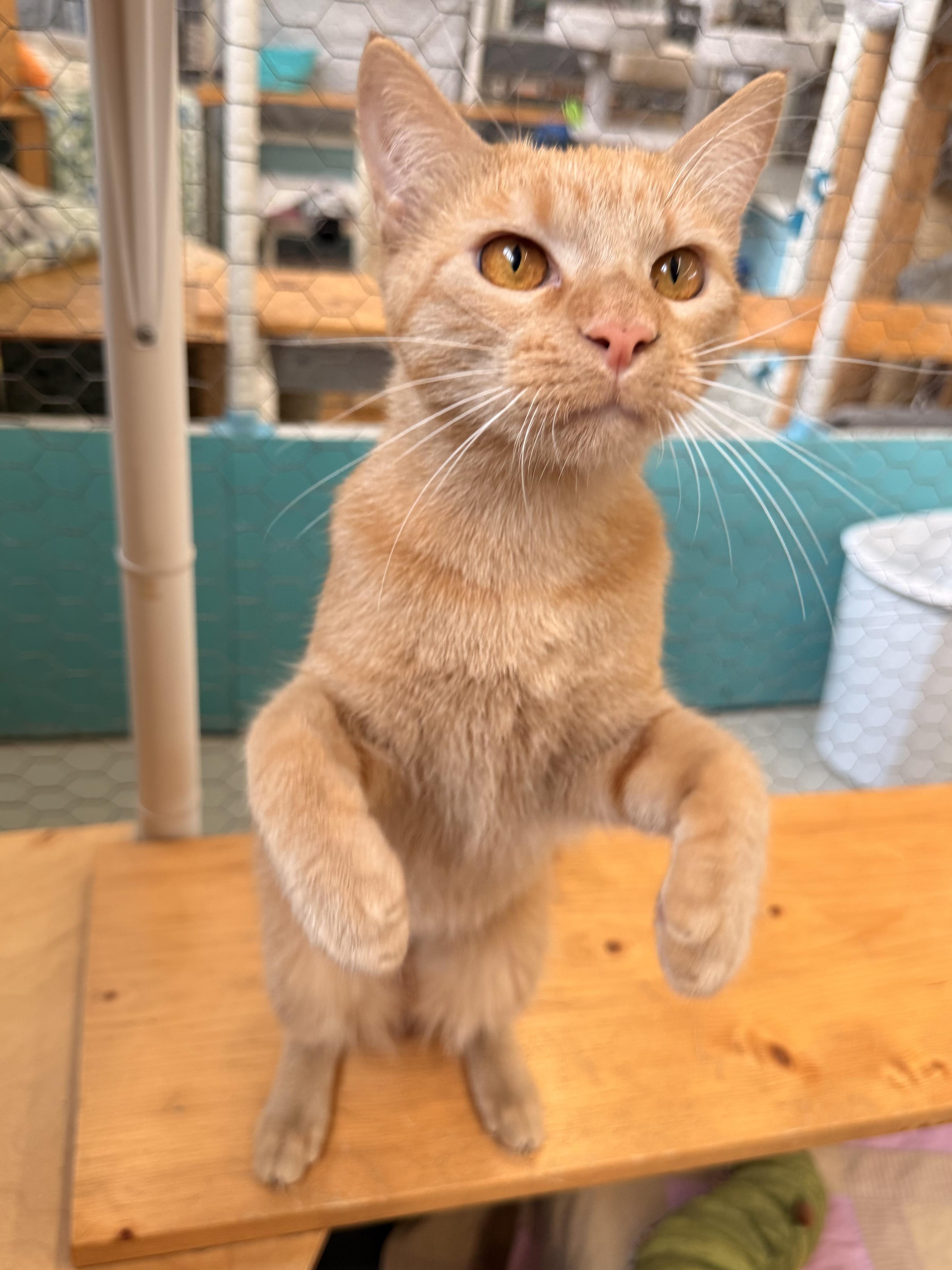 Avocado, an adoptable Domestic Short Hair in St. Louis, MO image 3/6