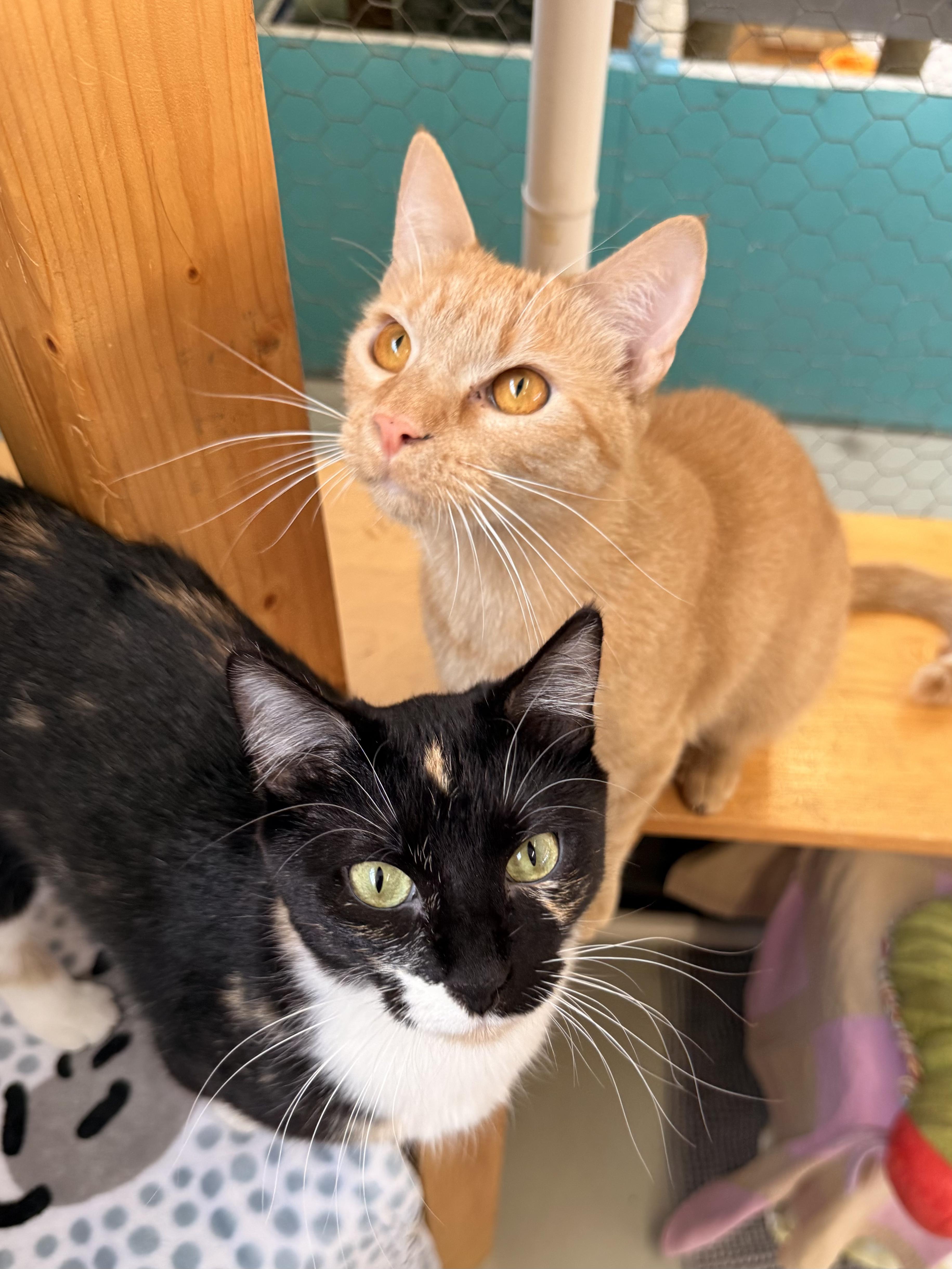 Avocado, an adoptable Domestic Short Hair in St. Louis, MO image 6/6