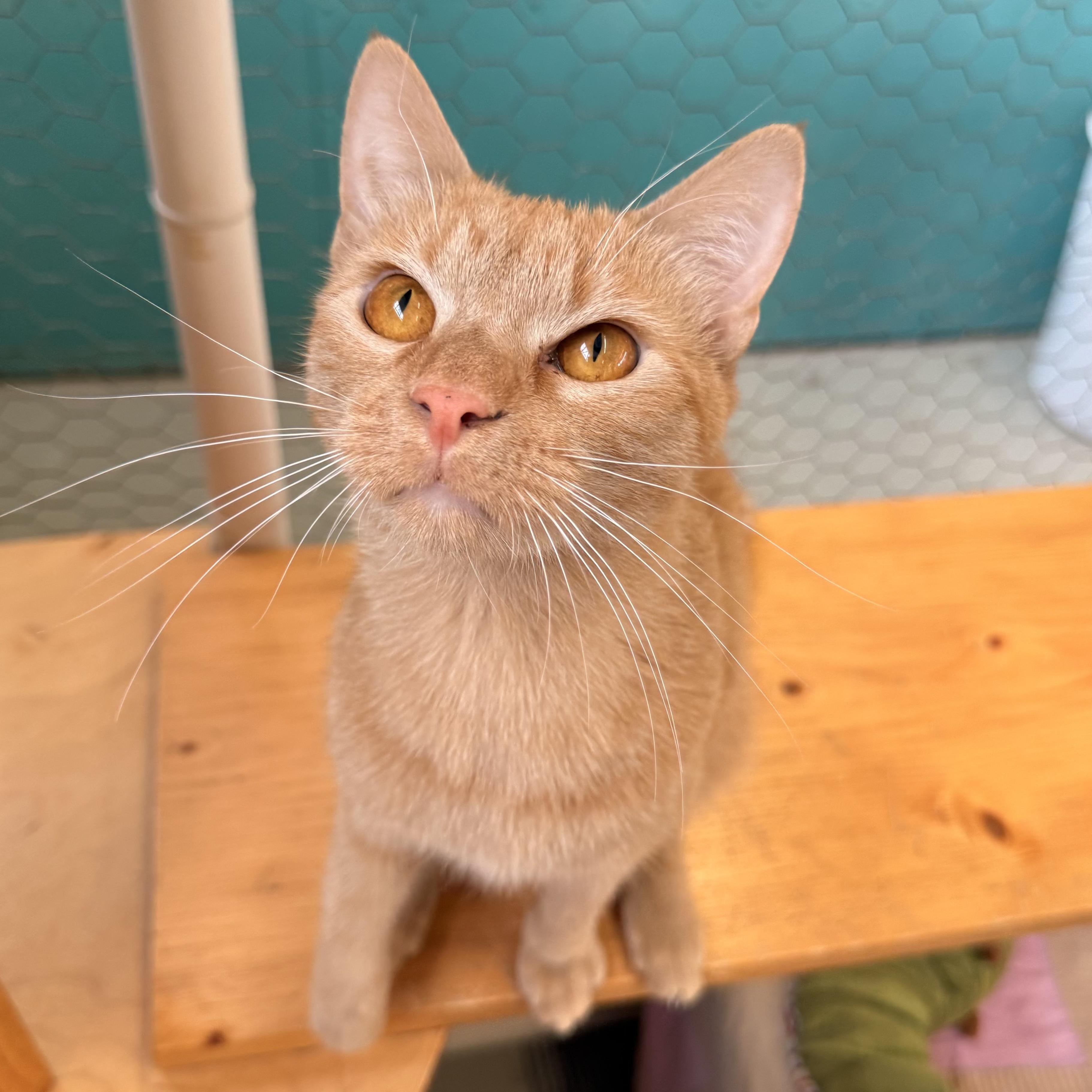 Avocado, an adoptable Domestic Short Hair in St. Louis, MO image 5/6
